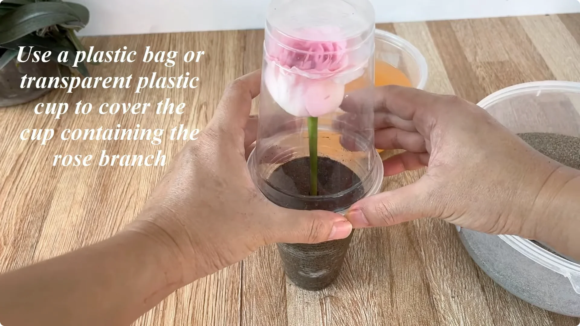 Discover the Little-Known Method to Propagate Roses Easily screenshot 9