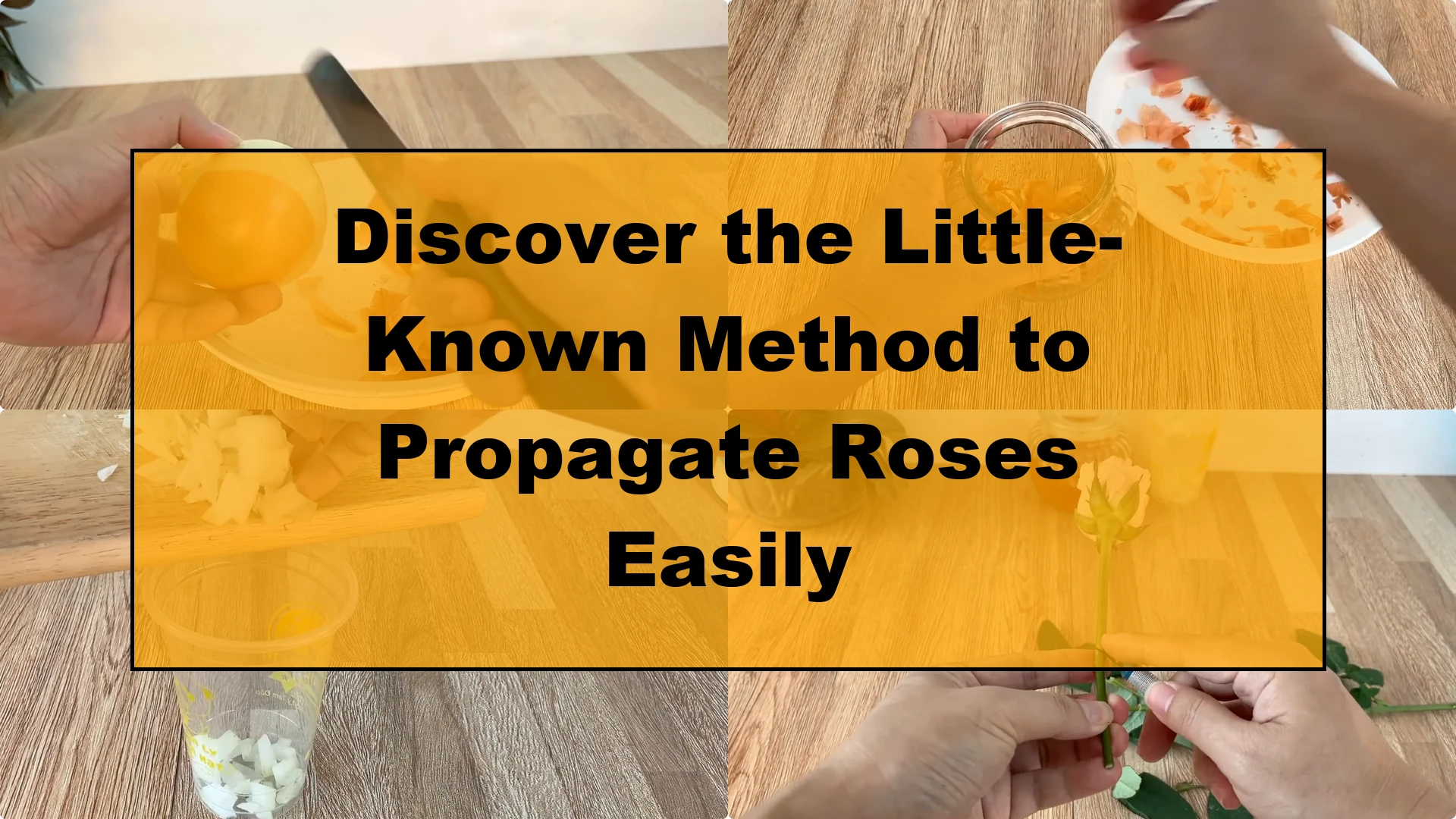 Discover the Little-Known Method to Propagate Roses Easily - Featured Image