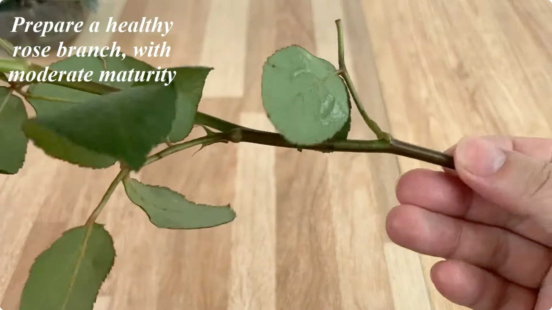 Discover the Simple Method to Propagate Roses Easily screenshot 1