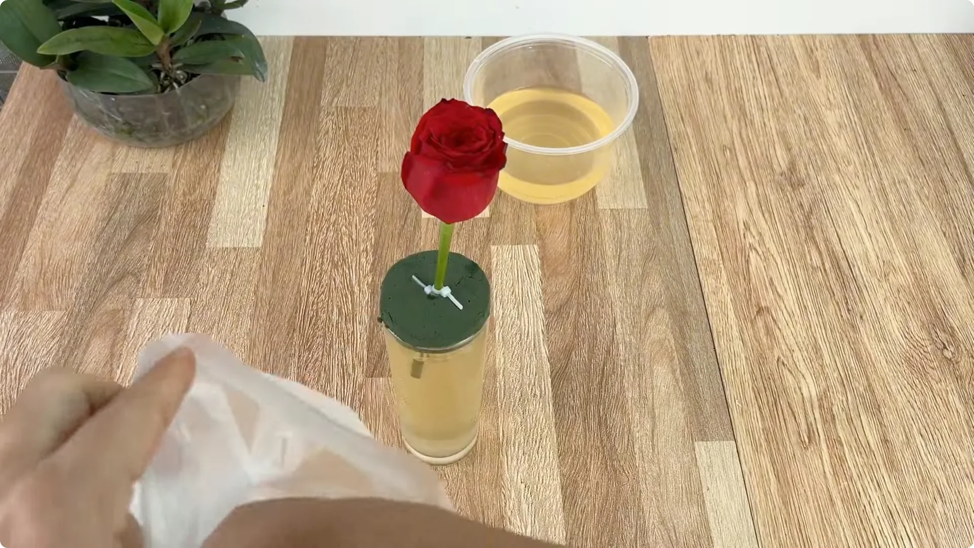 Discover the Simple Method to Propagate Roses Easily screenshot 10