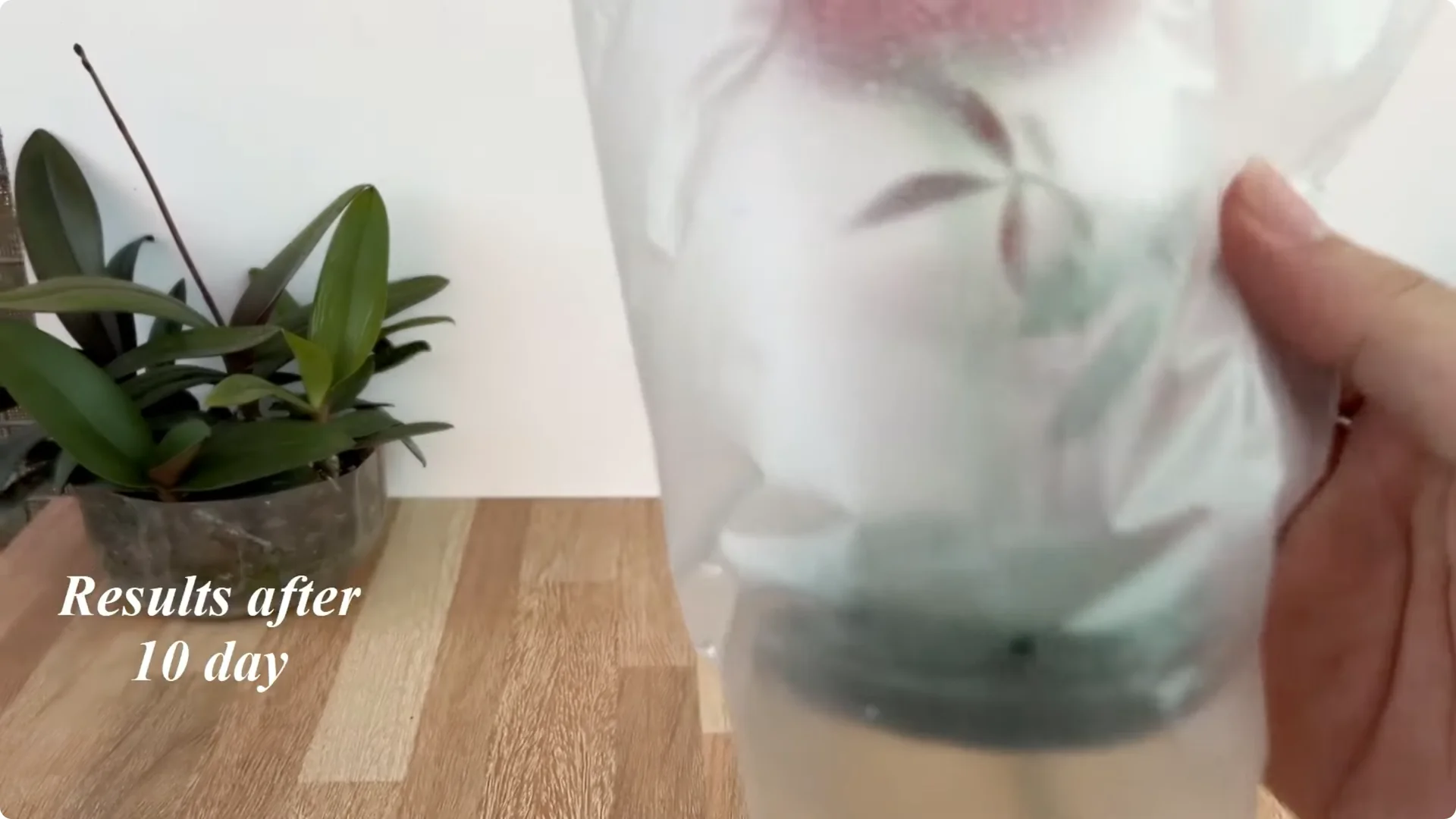 Discover the Simple Method to Propagate Roses Easily screenshot 12