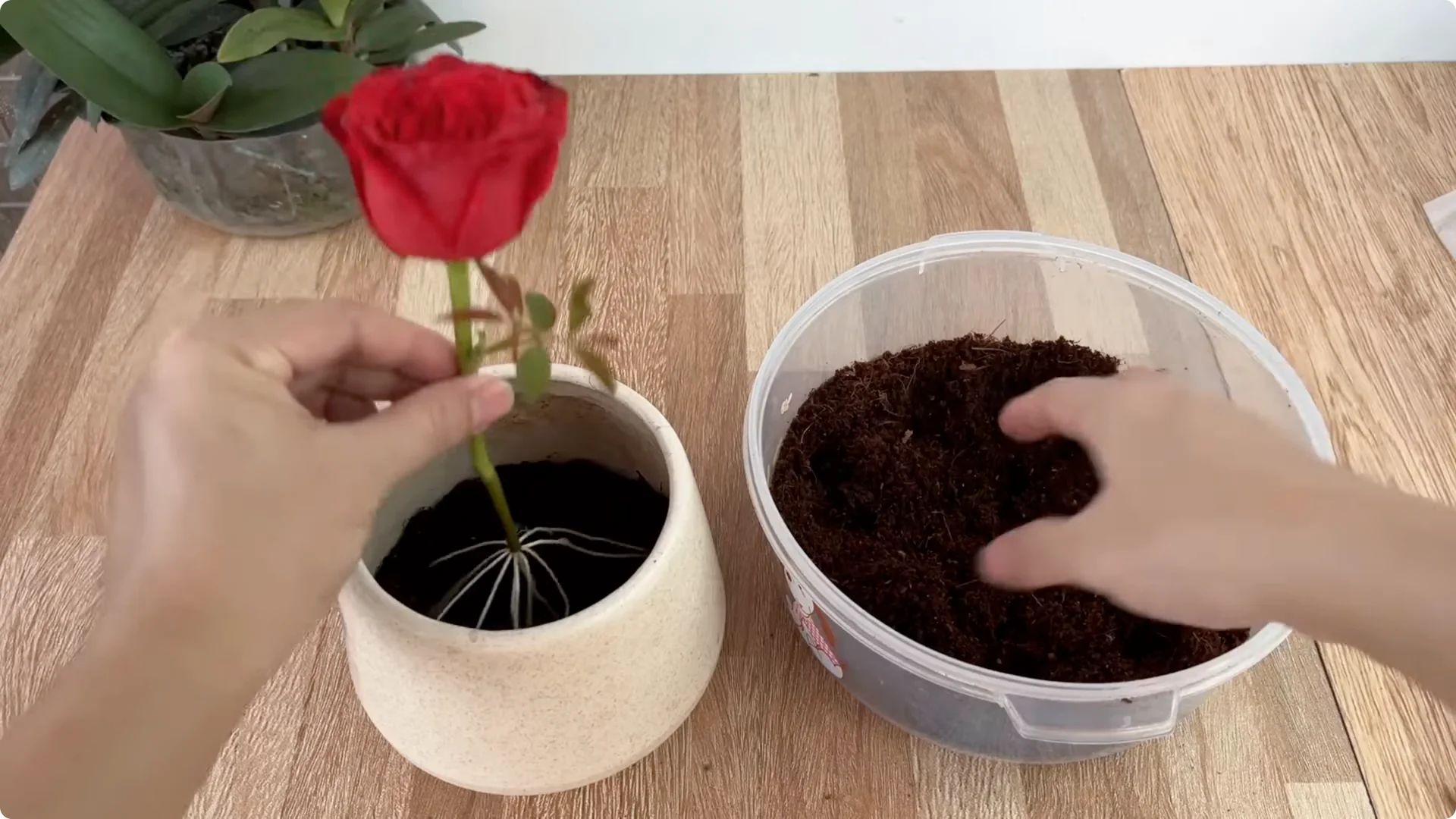 Discover the Simple Method to Propagate Roses Easily screenshot 13