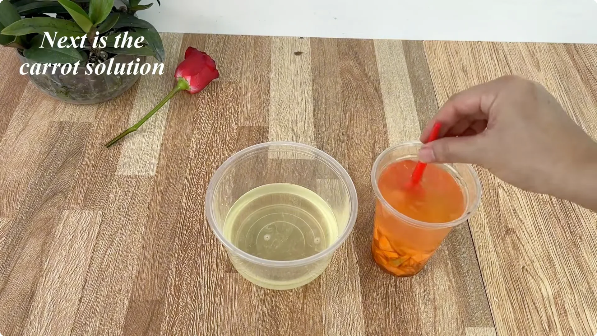 Discover the Simple Method to Propagate Roses Easily screenshot 8