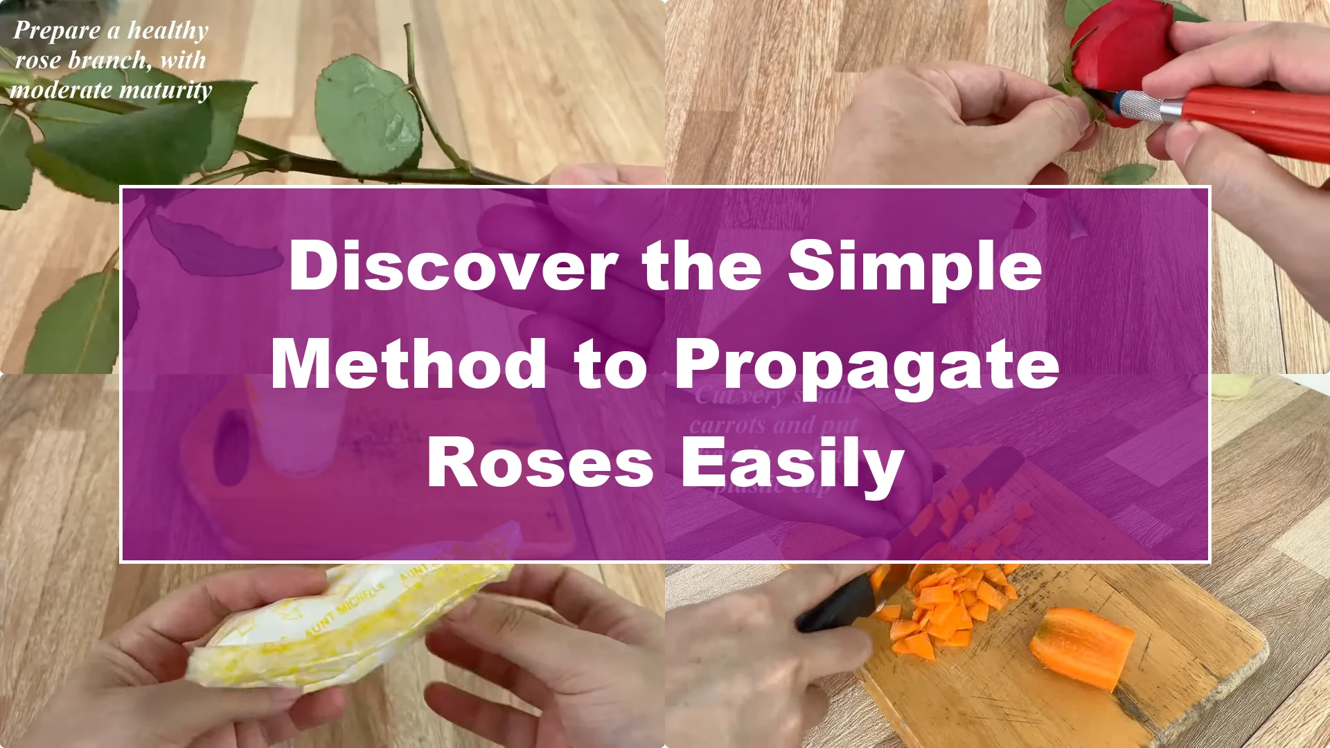 Discover the Simple Method to Propagate Roses Easily - Featured Image