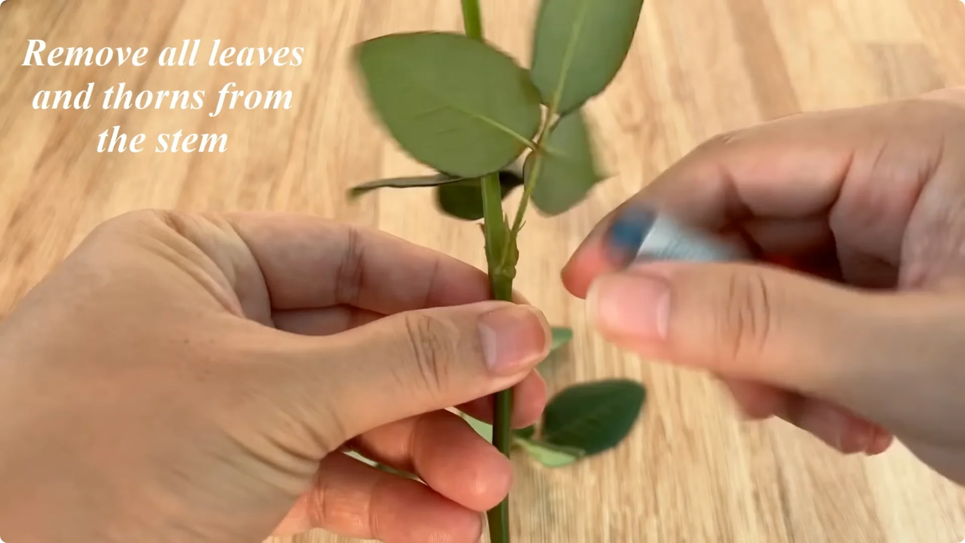 Discover the Surprising Method to Propagate Roses Easily screenshot 1