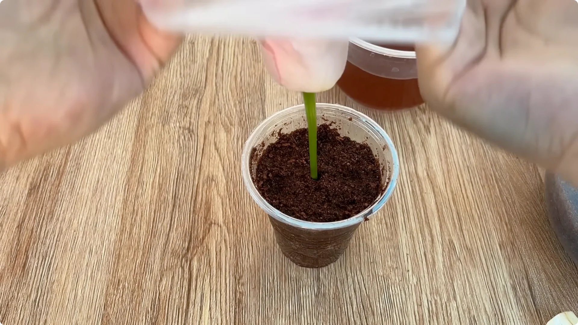 Discover the Surprising Method to Propagate Roses Easily screenshot 10