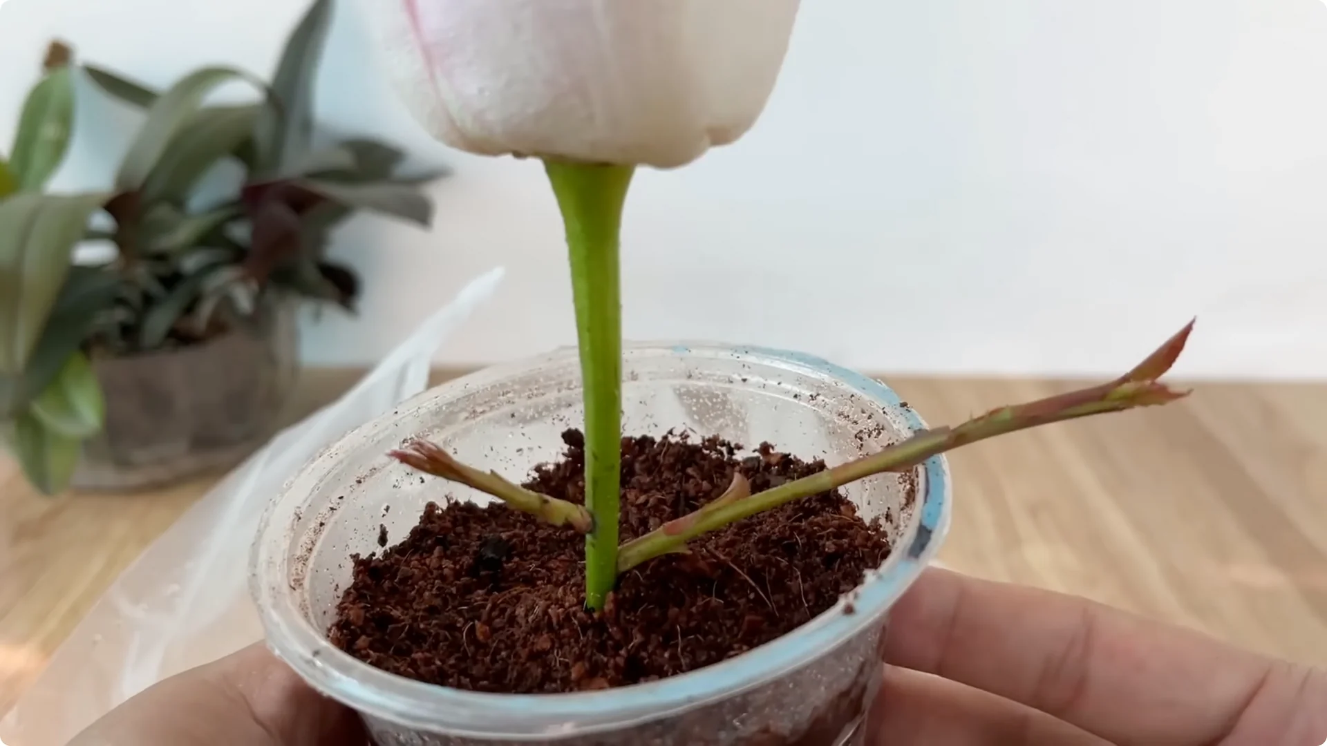 Discover the Surprising Method to Propagate Roses Easily screenshot 12