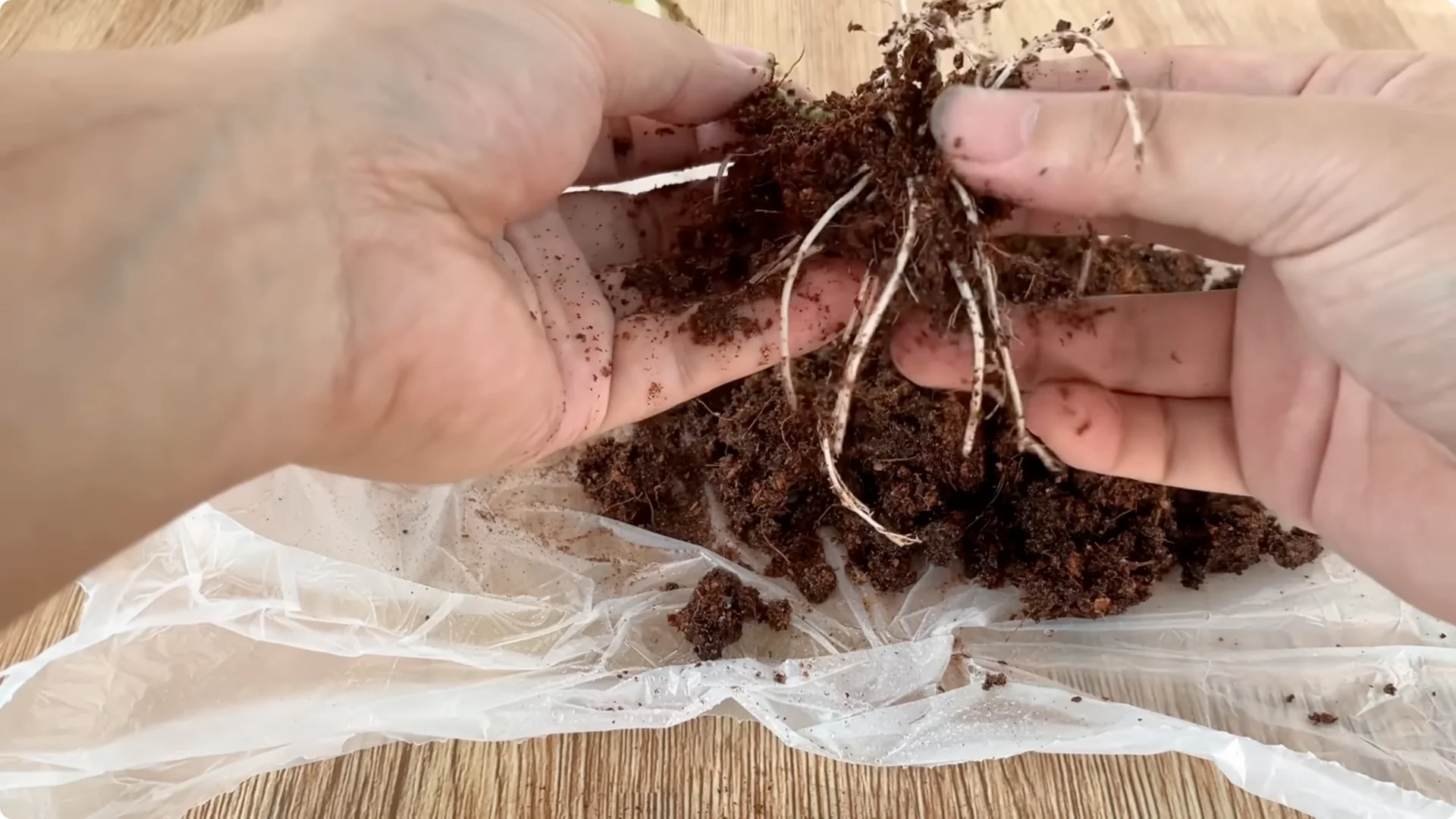 Discover the Surprising Method to Propagate Roses Easily screenshot 13