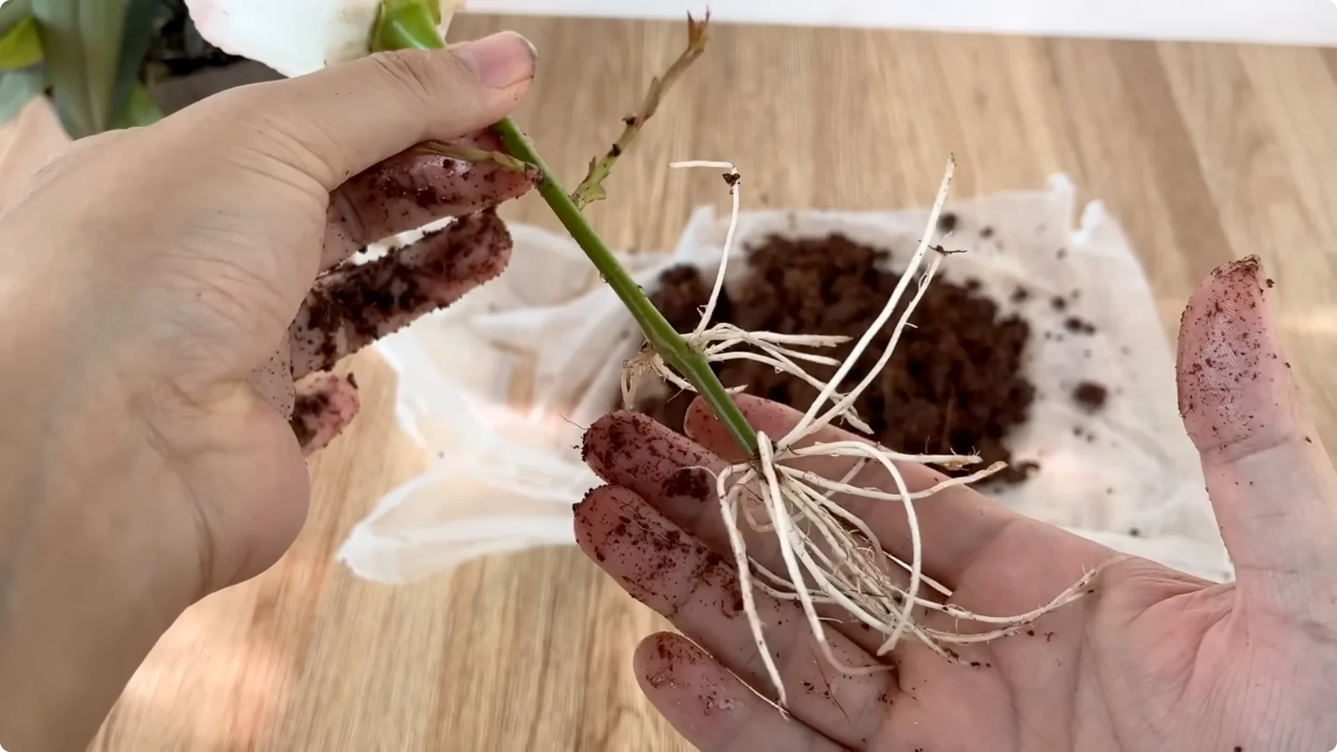 Discover the Surprising Method to Propagate Roses Easily screenshot 14