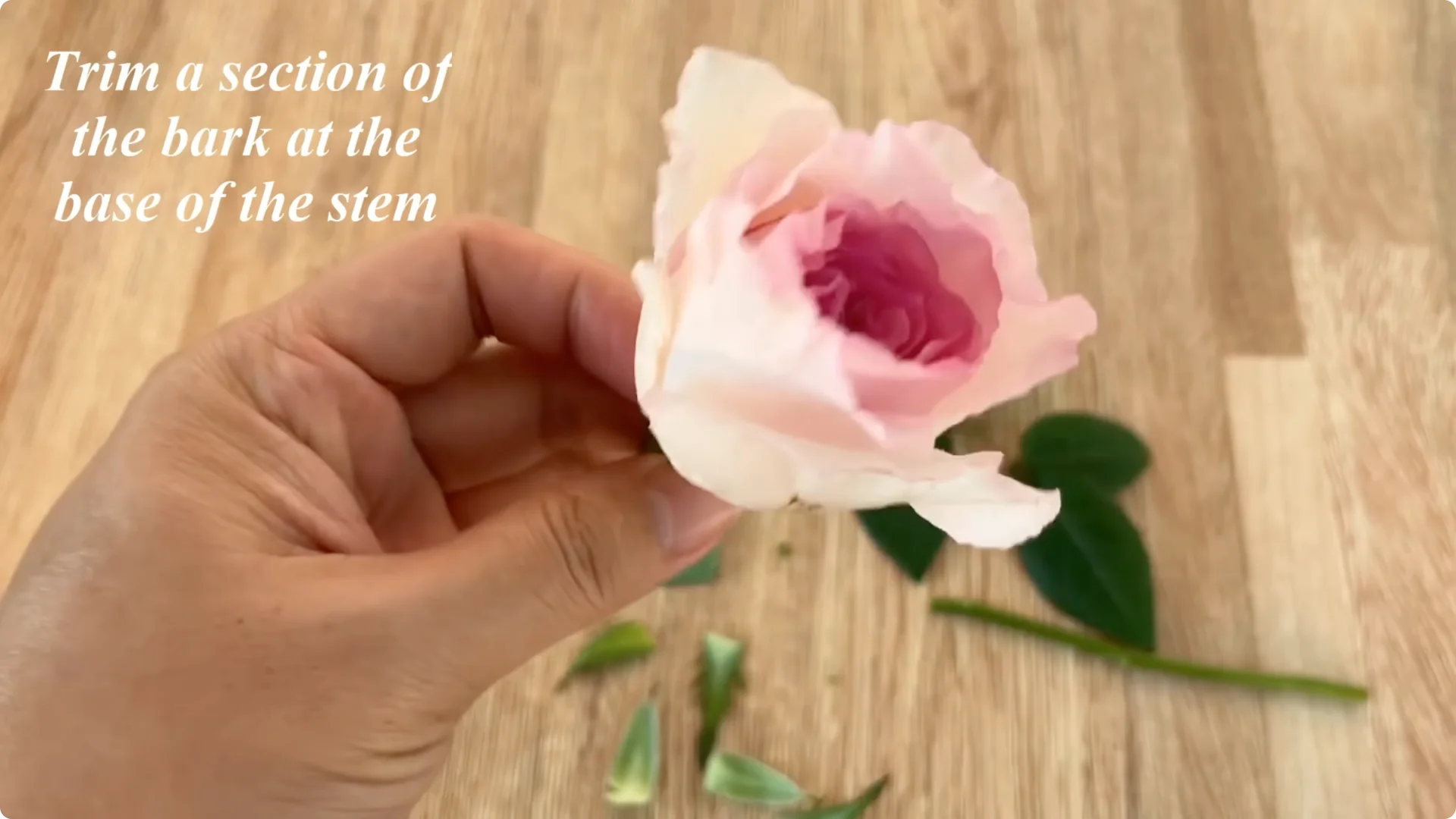 Discover the Surprising Method to Propagate Roses Easily screenshot 2