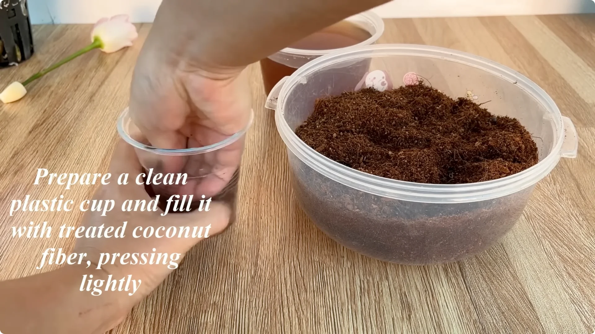 Discover the Surprising Method to Propagate Roses Easily screenshot 8