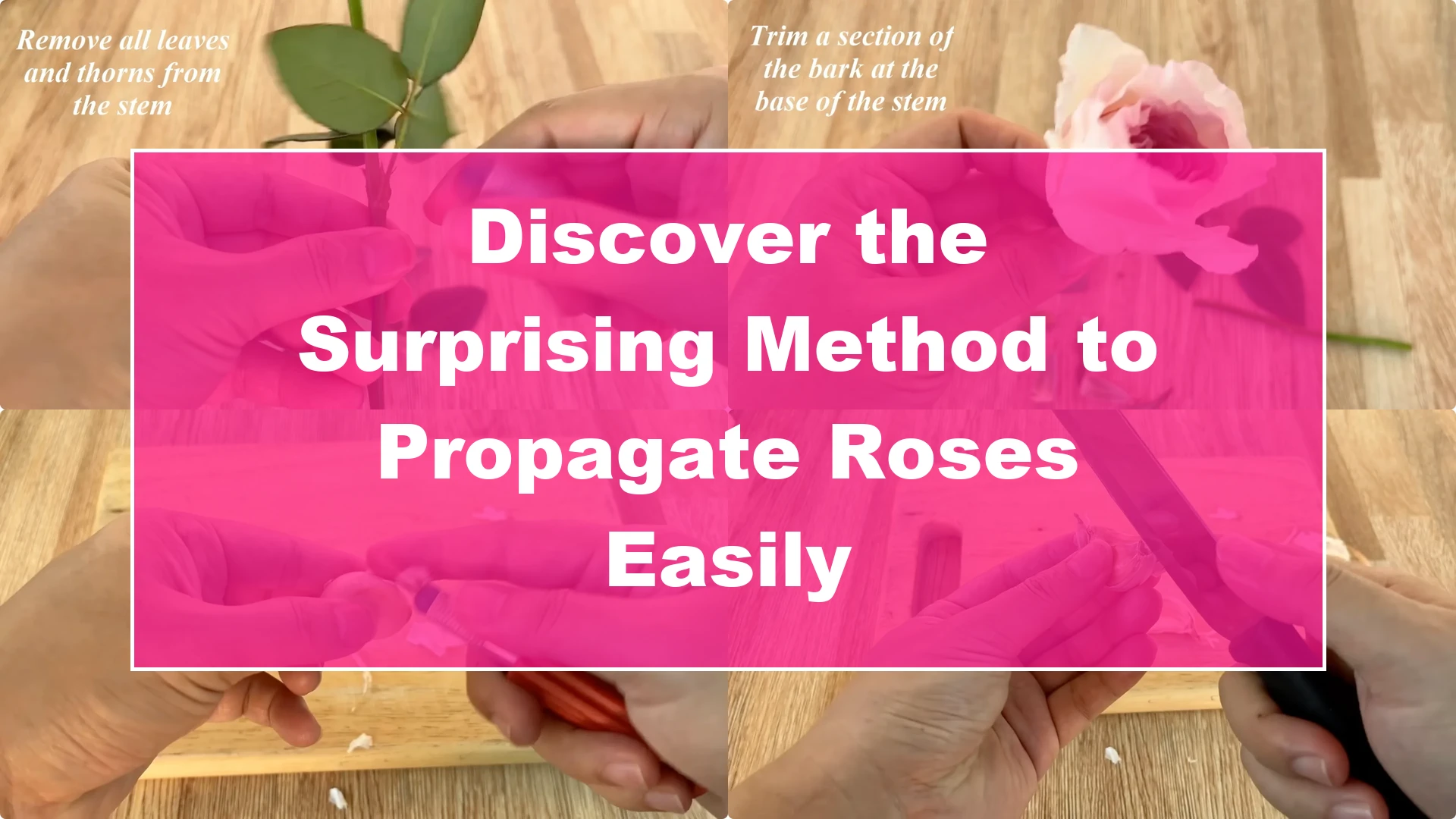 Discover the Surprising Method to Propagate Roses Easily - Featured Image