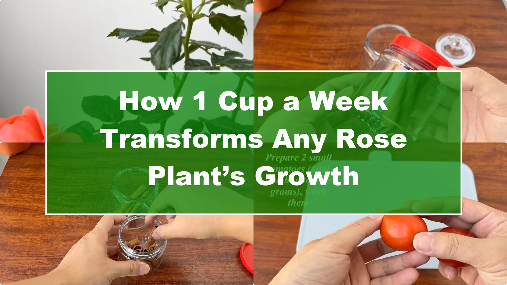 How 1 Cup a Week Transforms Any Rose Plant’s Growth - Featured Image
