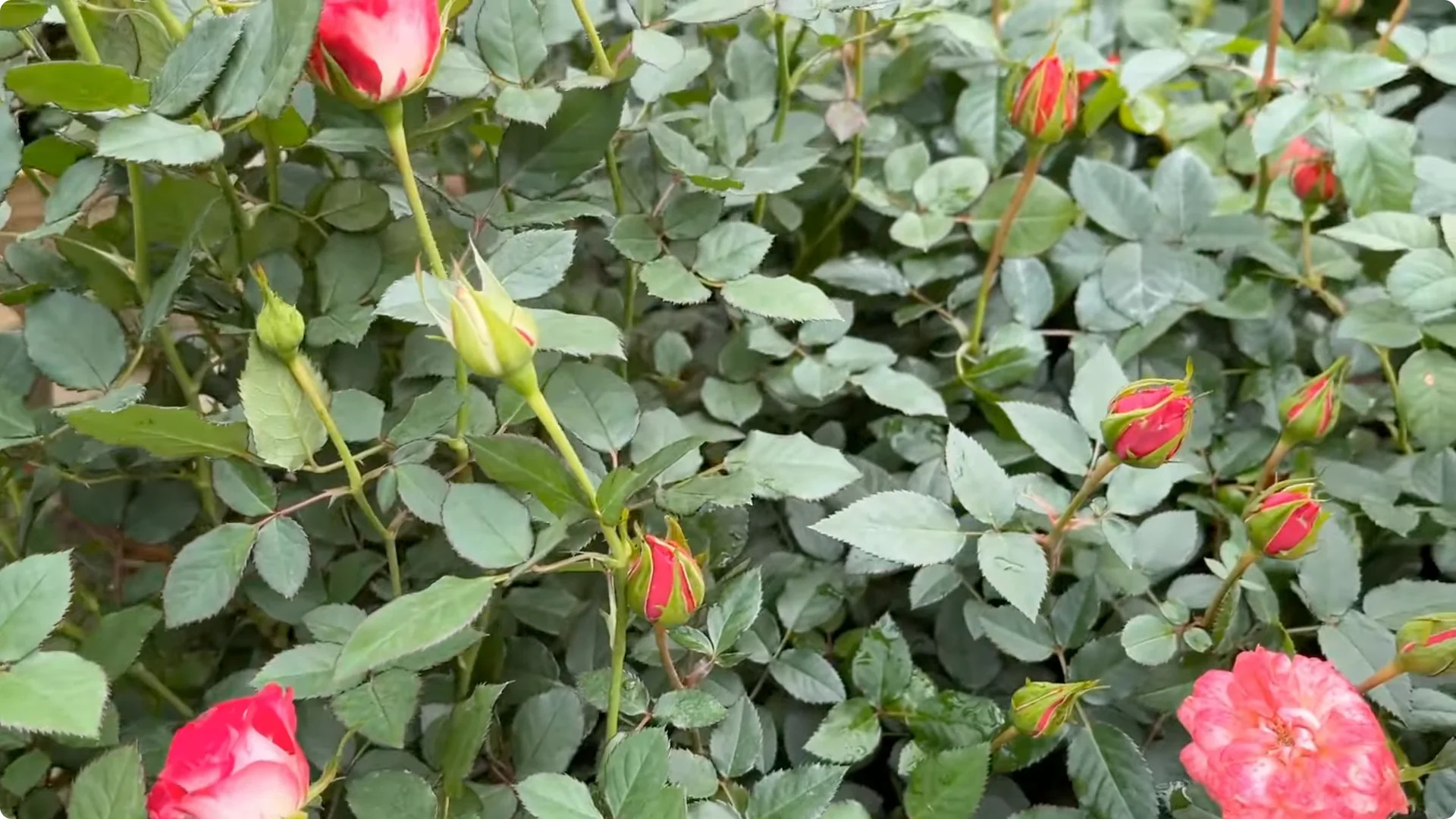 How Beer Can Surprisingly Help Your Roses Thrive screenshot 1