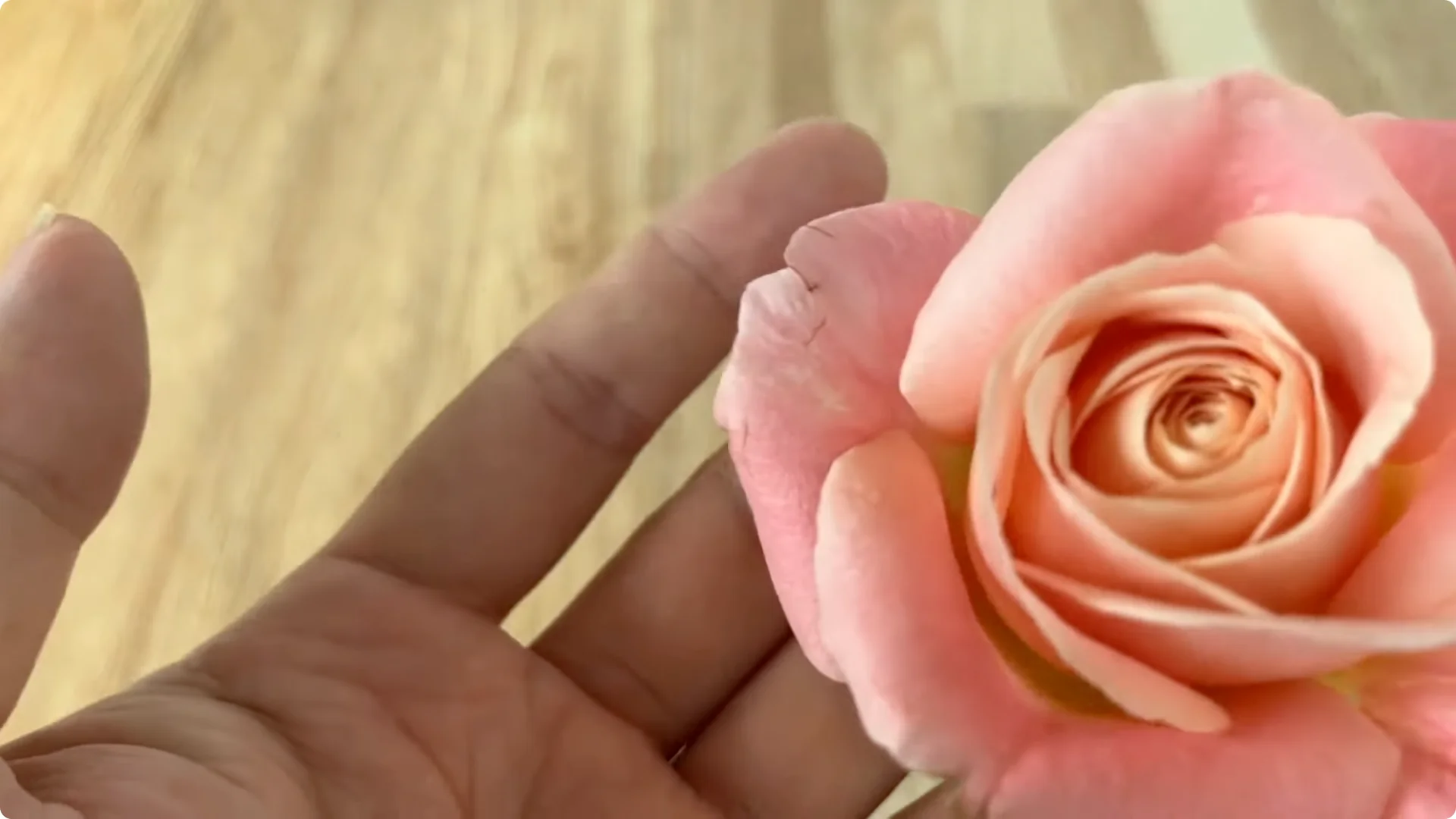 How Beer Can Surprisingly Help Your Roses Thrive screenshot 2