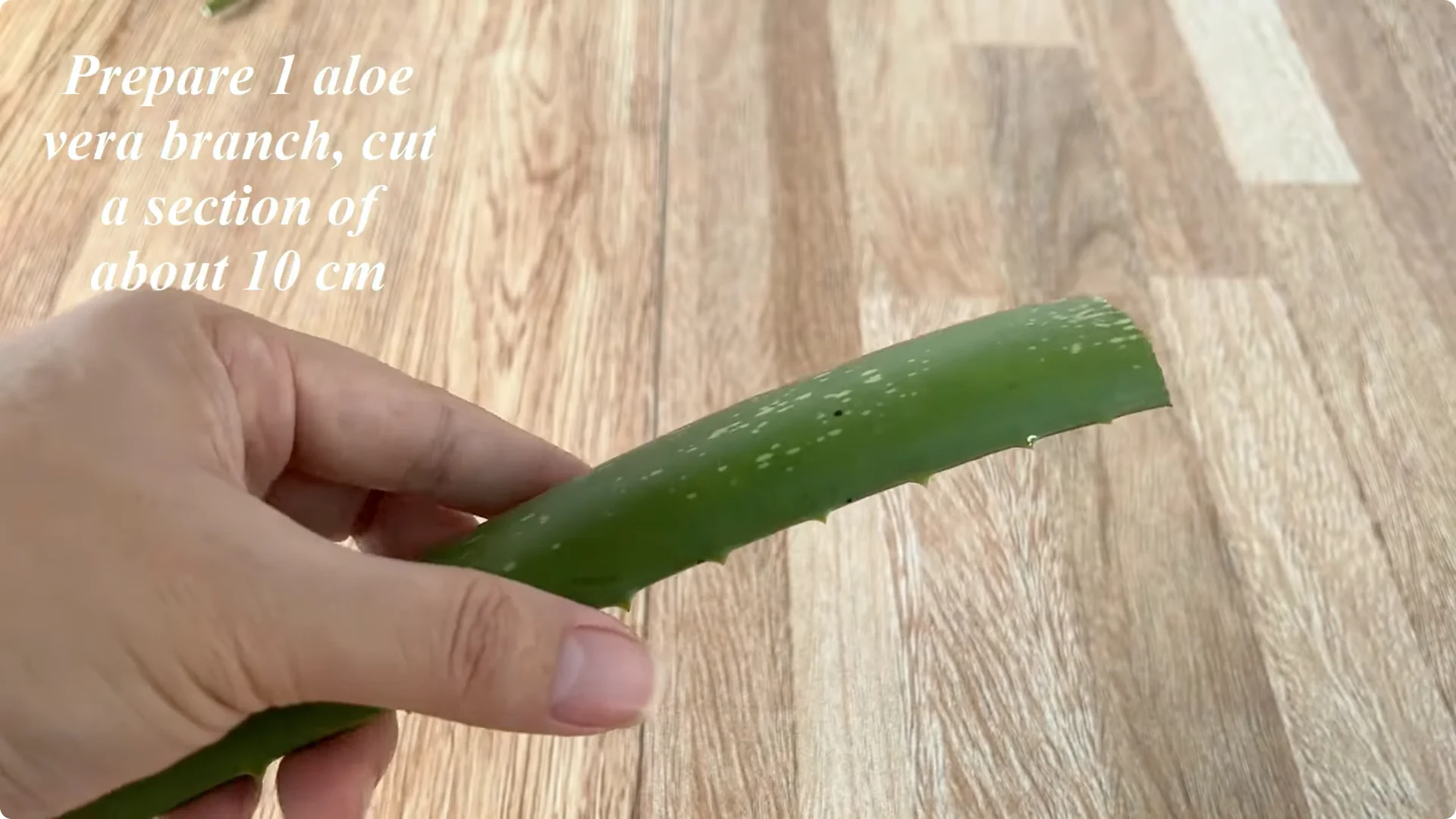 How Beer Can Surprisingly Help Your Roses Thrive screenshot 3