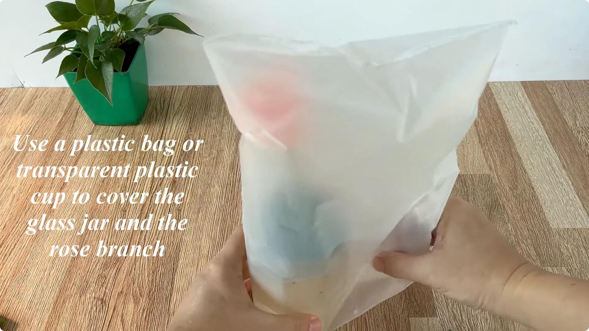 How Beer Can Surprisingly Help Your Roses Thrive screenshot 6