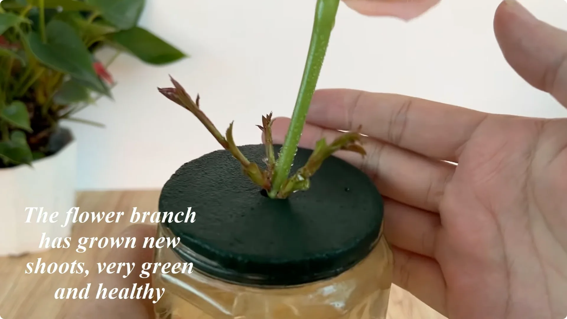 How Beer Can Surprisingly Help Your Roses Thrive screenshot 7