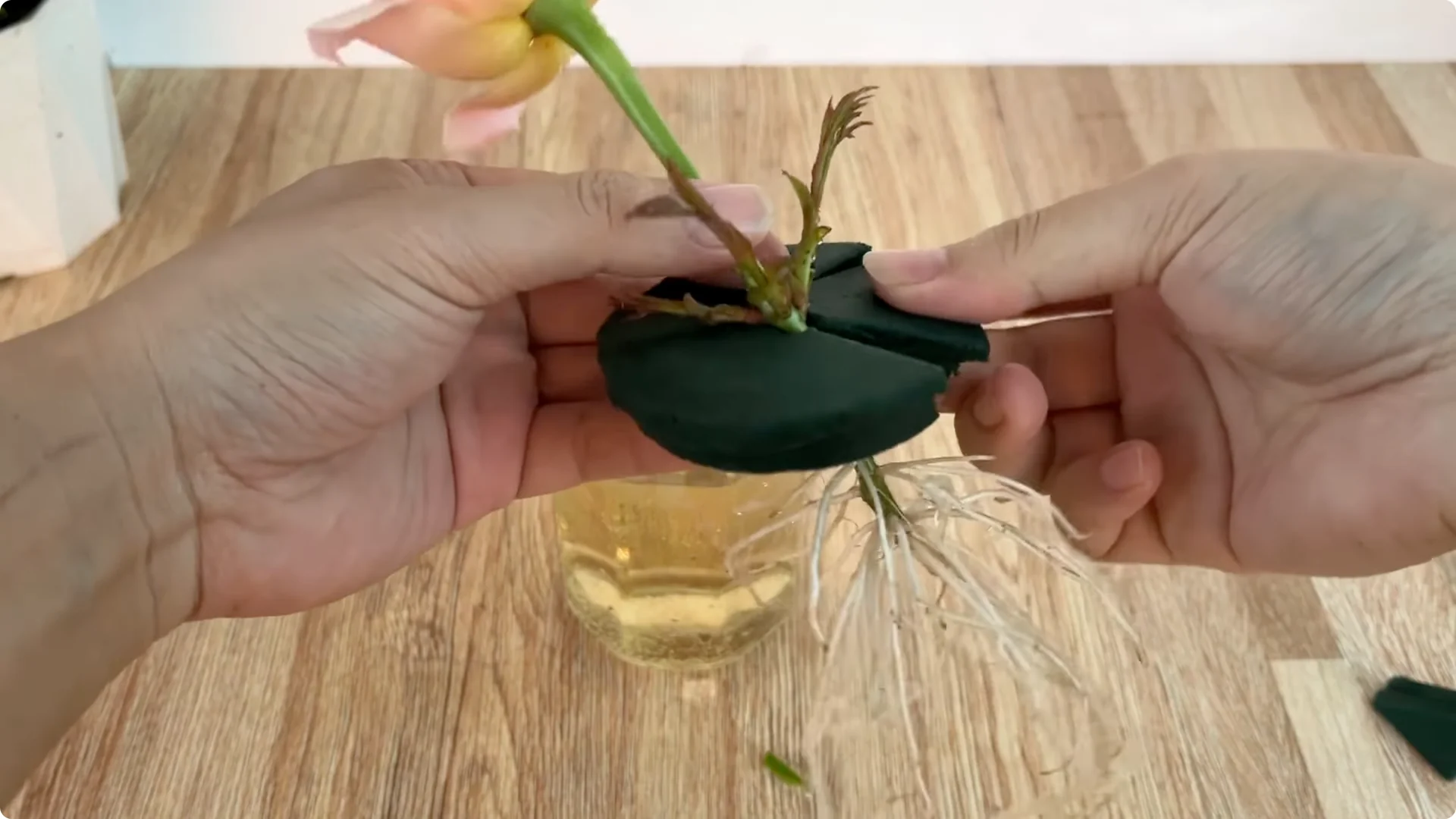 How Beer Can Surprisingly Help Your Roses Thrive screenshot 8