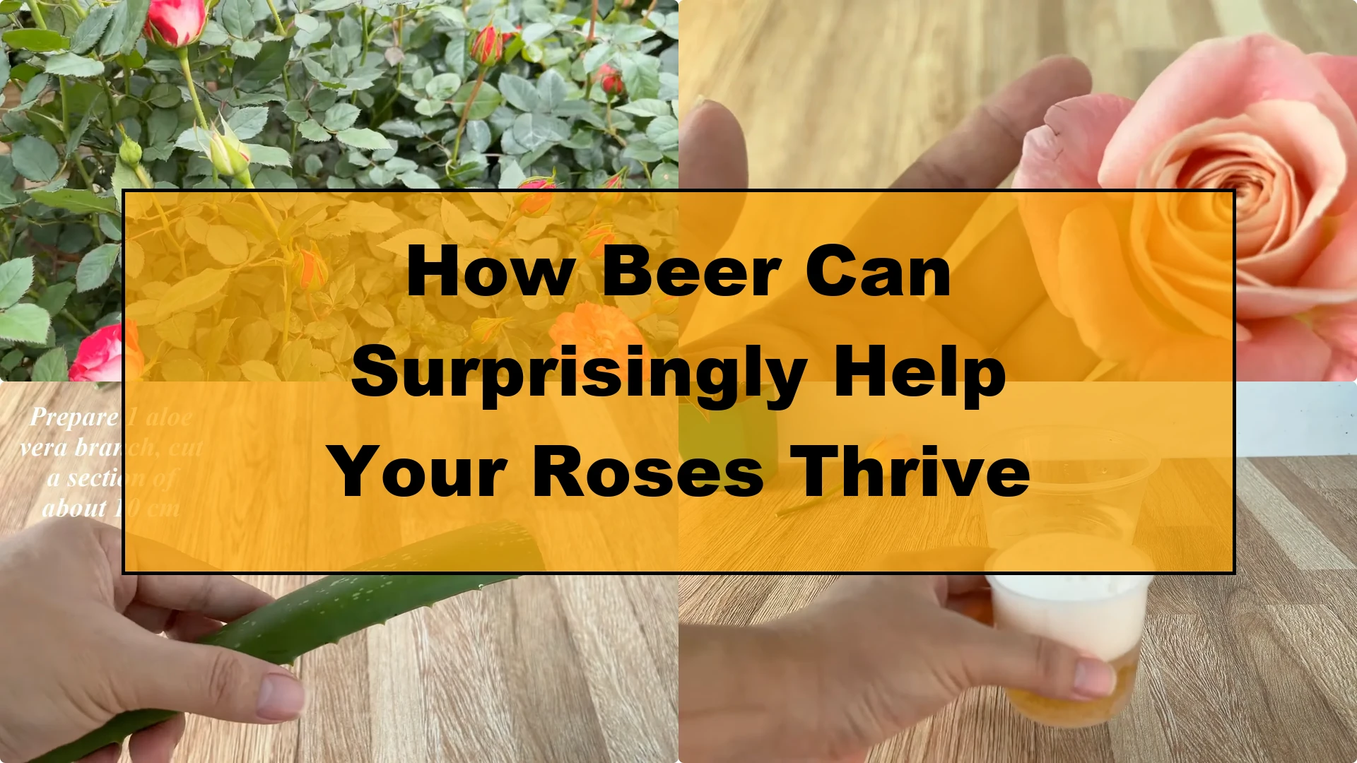 How Beer Can Surprisingly Help Your Roses Thrive - Featured Image