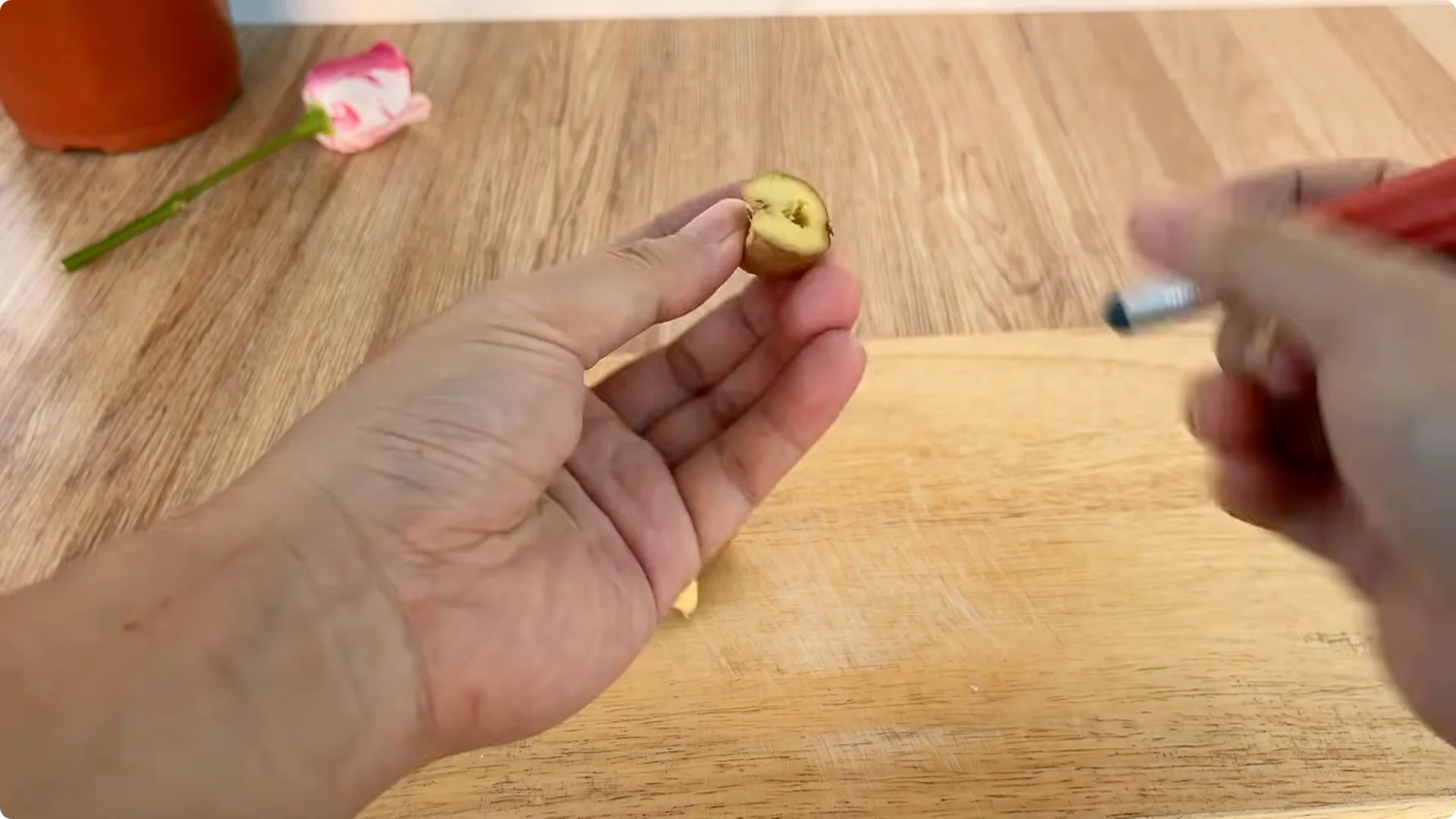 How Did a Rose Branch Grow 1001 Roots and Flowers Overnight? screenshot 2