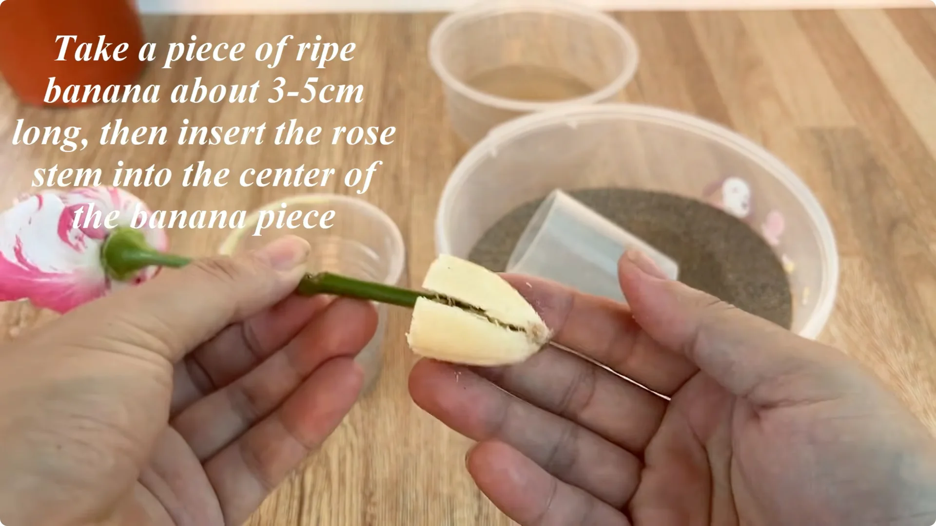 How Did a Rose Branch Grow 1001 Roots and Flowers Overnight? screenshot 4