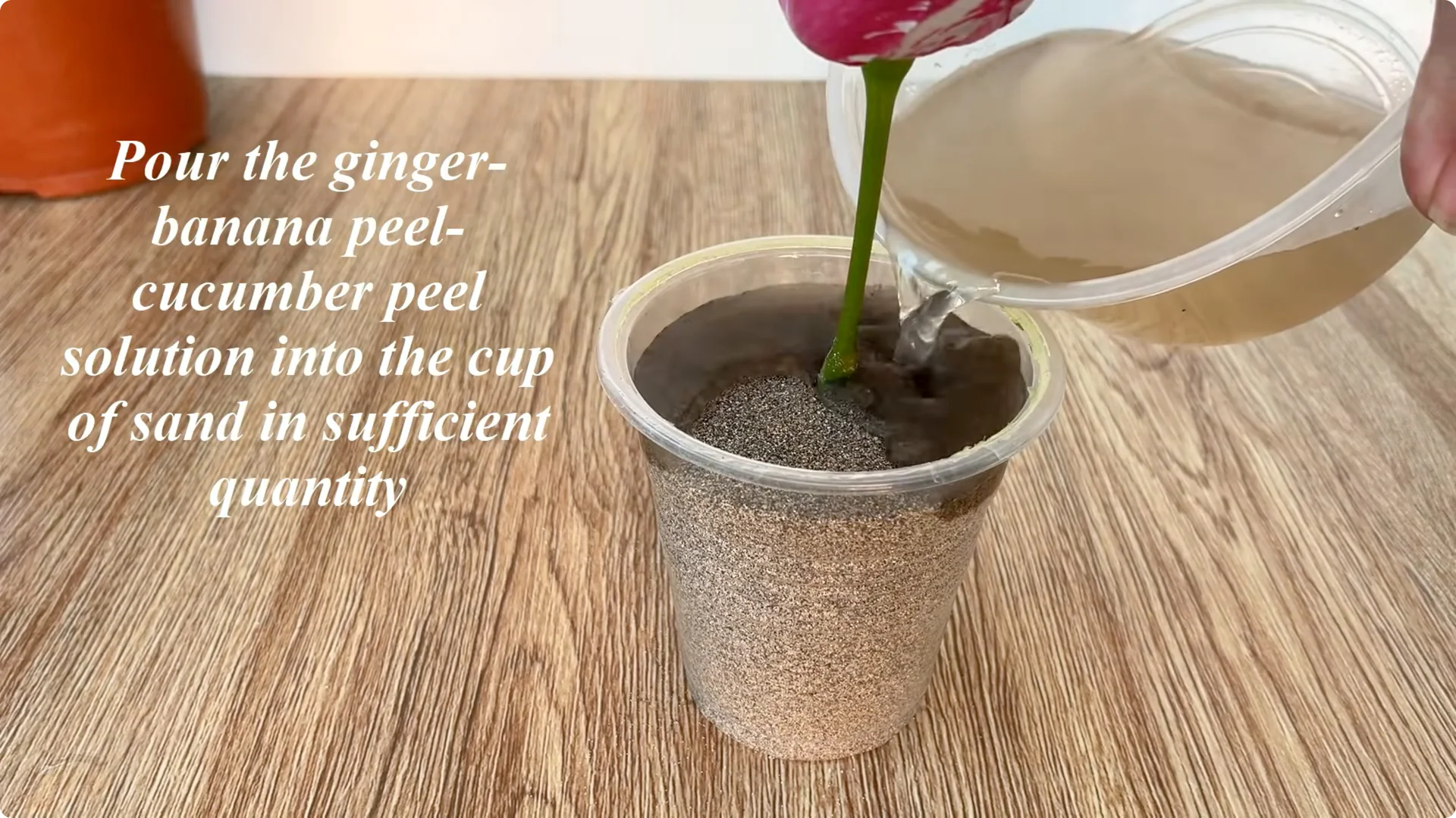 How Did a Rose Branch Grow 1001 Roots and Flowers Overnight? screenshot 5