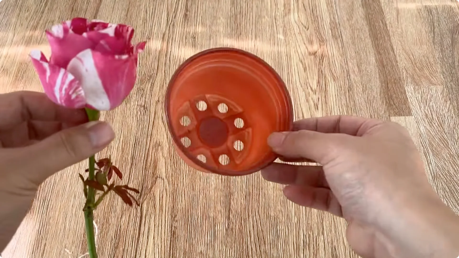 How Did a Rose Branch Grow 1001 Roots and Flowers Overnight? screenshot 7