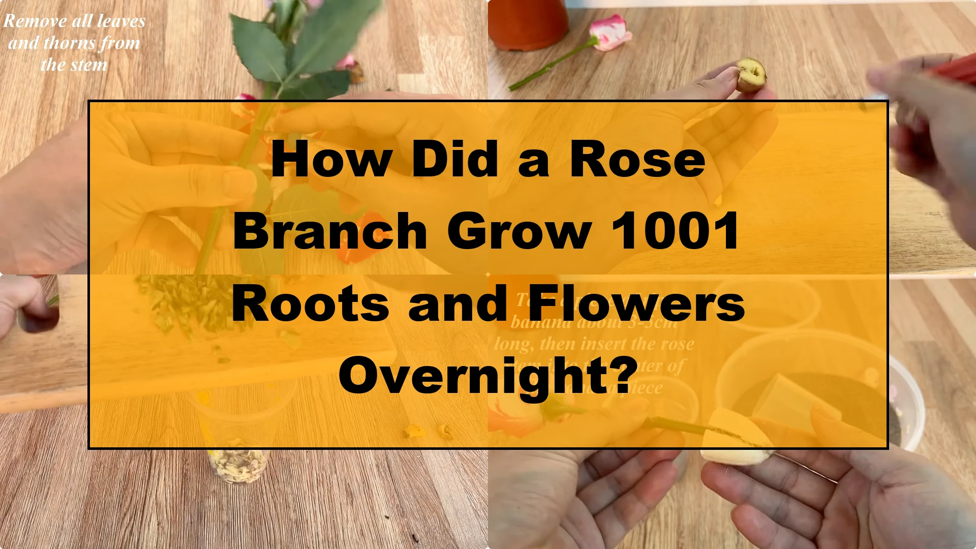How Did a Rose Branch Grow 1001 Roots and Flowers Overnight? - Featured Image