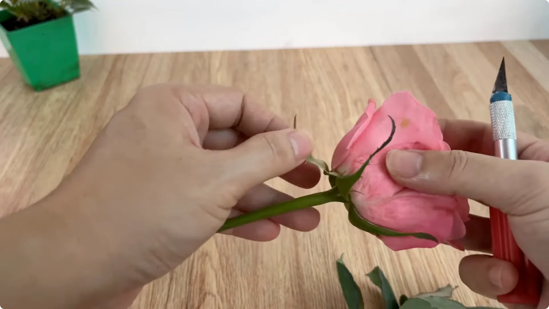 How Did This Rose Branch Root and Sprout So Fast? screenshot 1