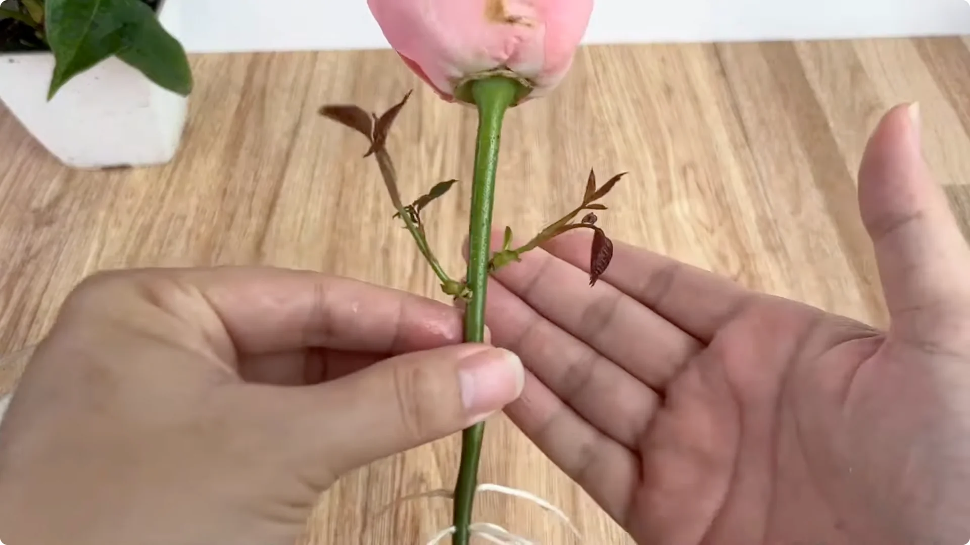 How Did This Rose Branch Root and Sprout So Fast? screenshot 11