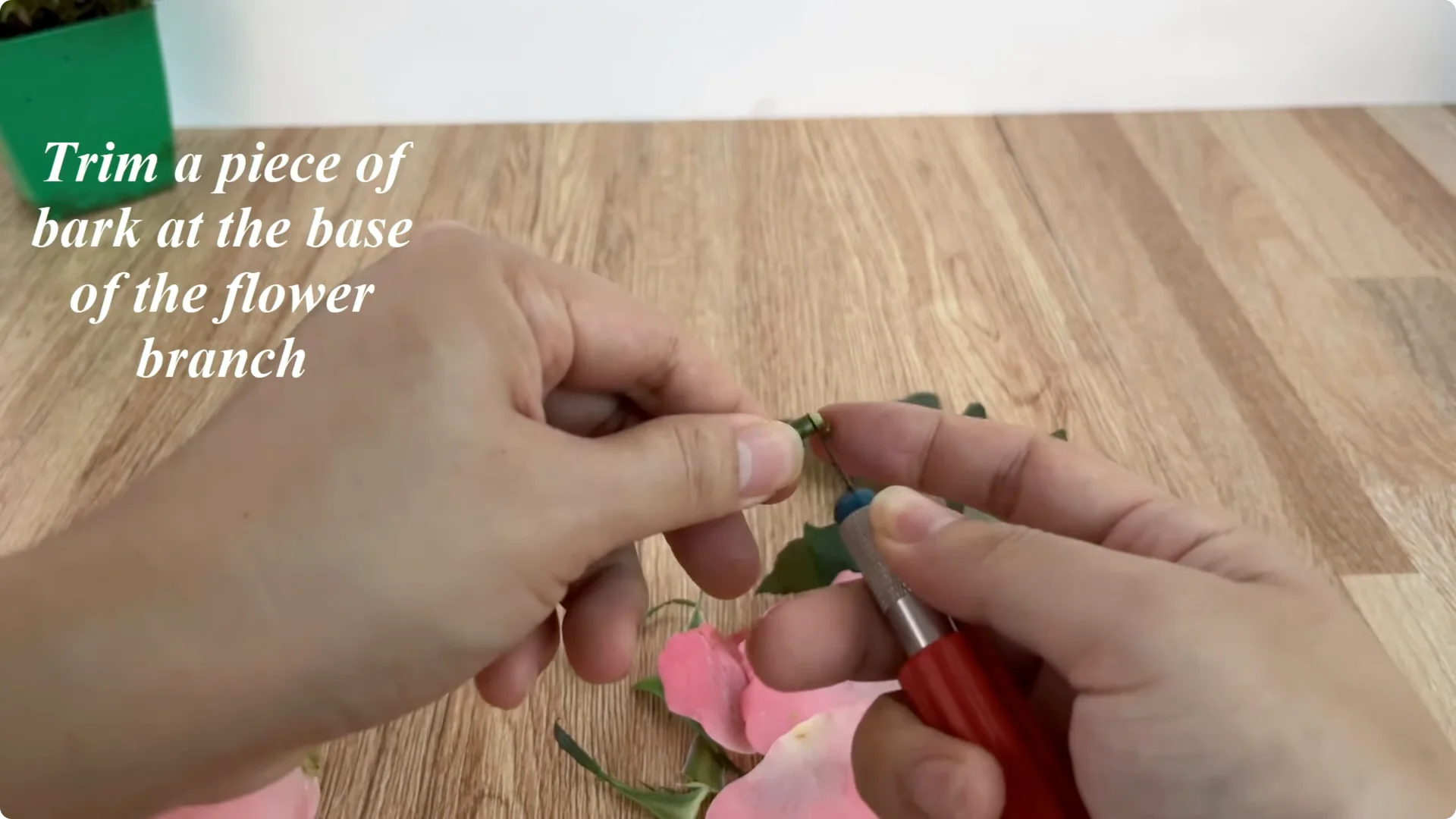 How Did This Rose Branch Root and Sprout So Fast? screenshot 2