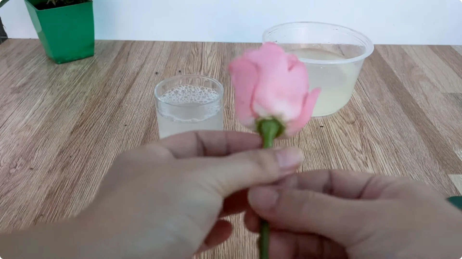 How Did This Rose Branch Root and Sprout So Fast? screenshot 7