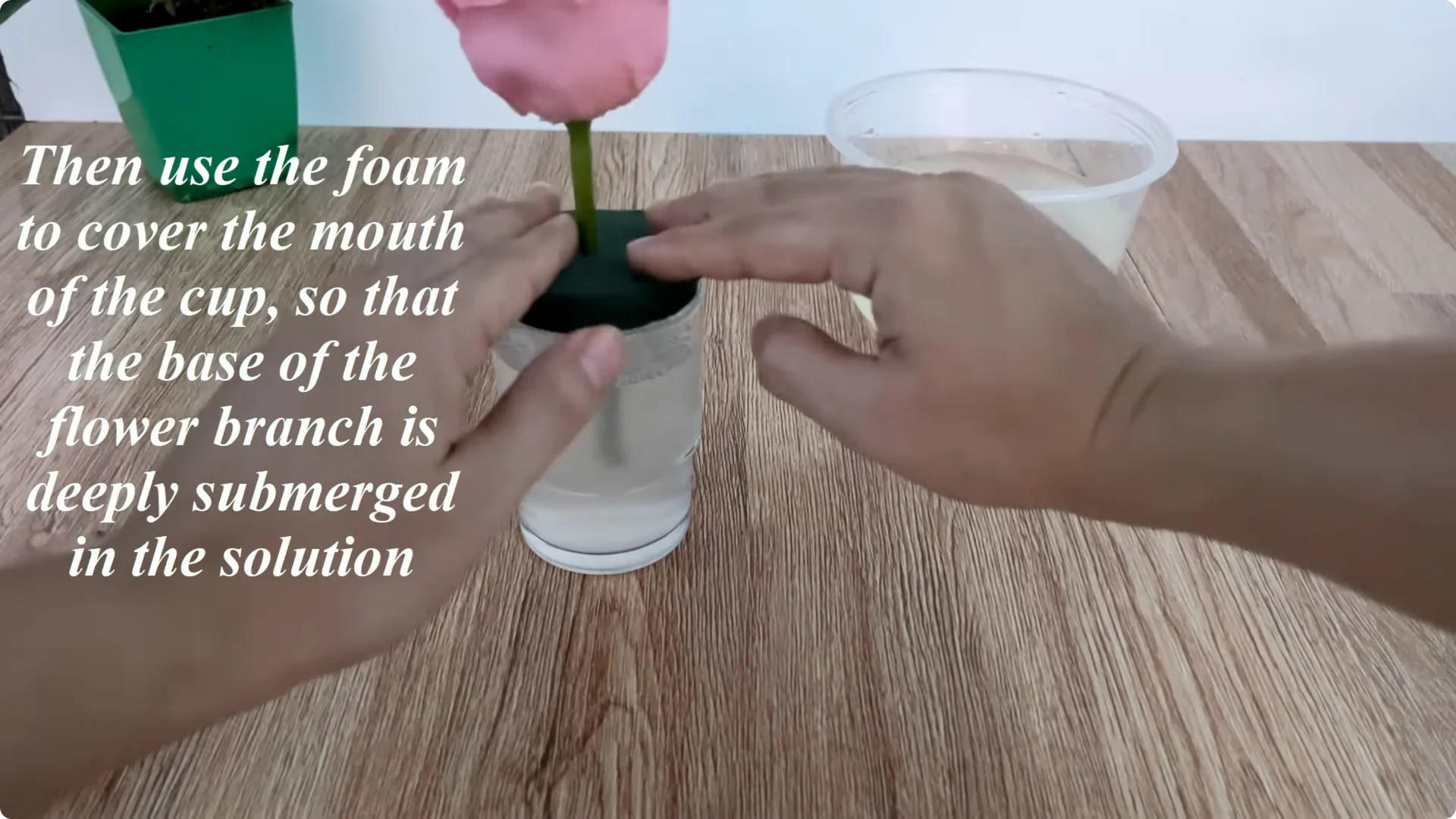 How Did This Rose Branch Root and Sprout So Fast? screenshot 8