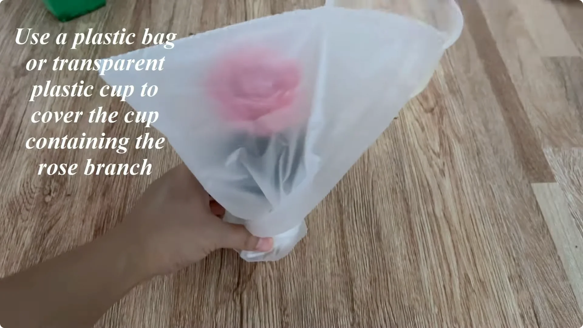 How Did This Rose Branch Root and Sprout So Fast? screenshot 9