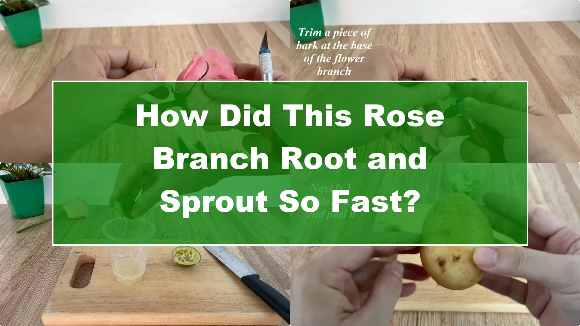How Did This Rose Branch Root and Sprout So Fast? - Featured Image
