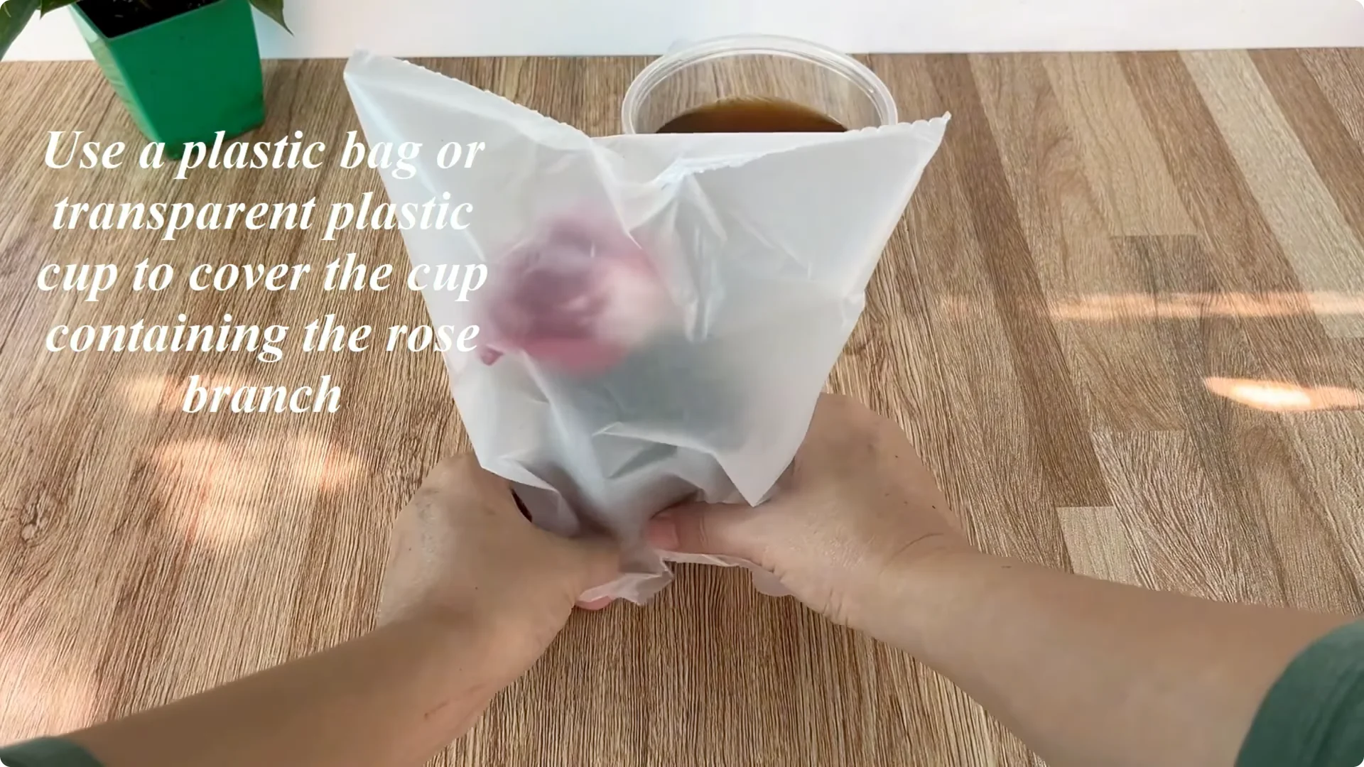 How Did This Rose Branch Suddenly Take Root and Bloom? screenshot 11