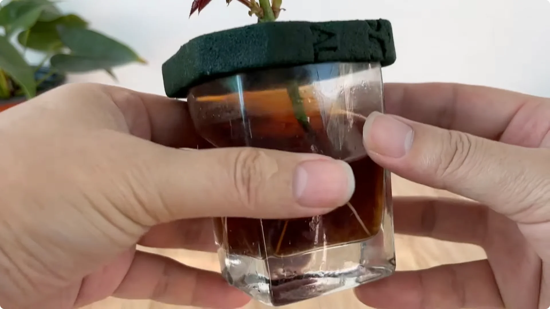 How Did This Rose Branch Suddenly Take Root and Bloom? screenshot 12