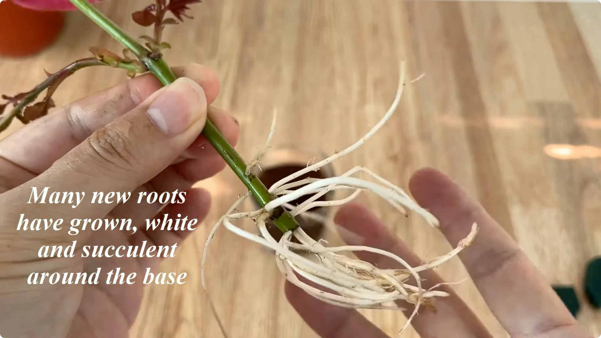 How Did This Rose Branch Suddenly Take Root and Bloom? screenshot 13