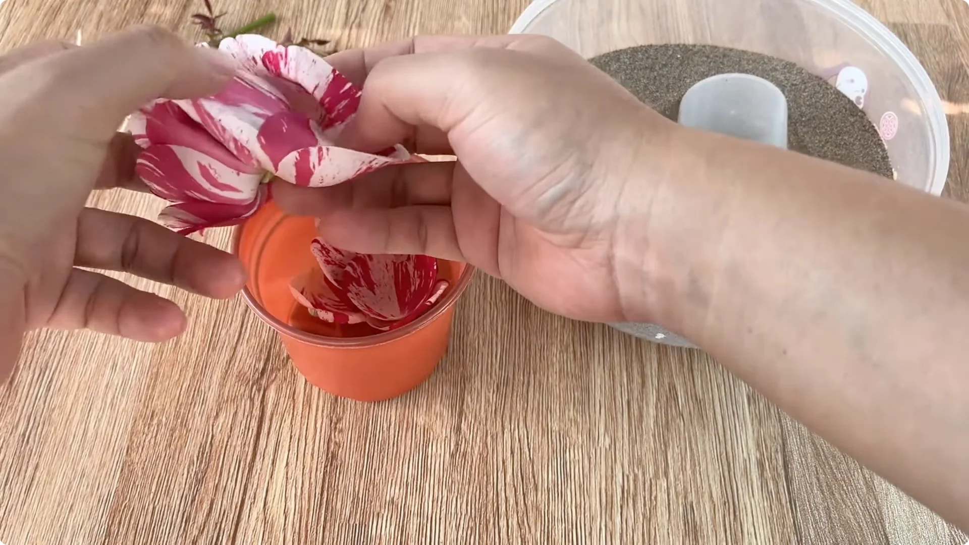 How Did This Rose Branch Suddenly Take Root and Bloom? screenshot 14