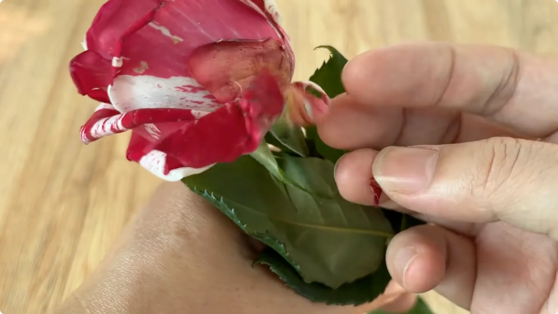 How Did This Rose Branch Suddenly Take Root and Bloom? screenshot 4