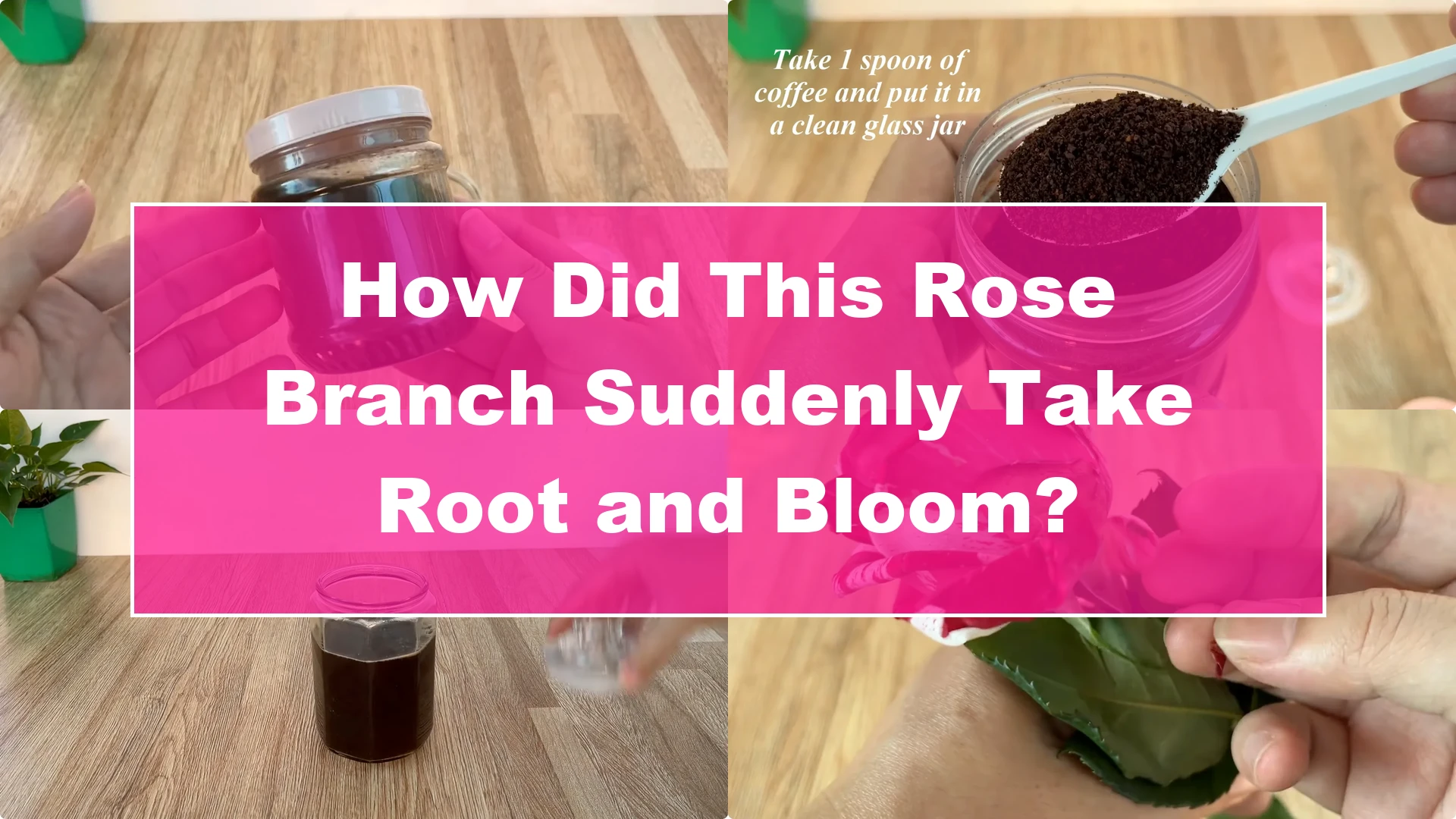 How Did This Rose Branch Suddenly Take Root and Bloom? - Featured Image