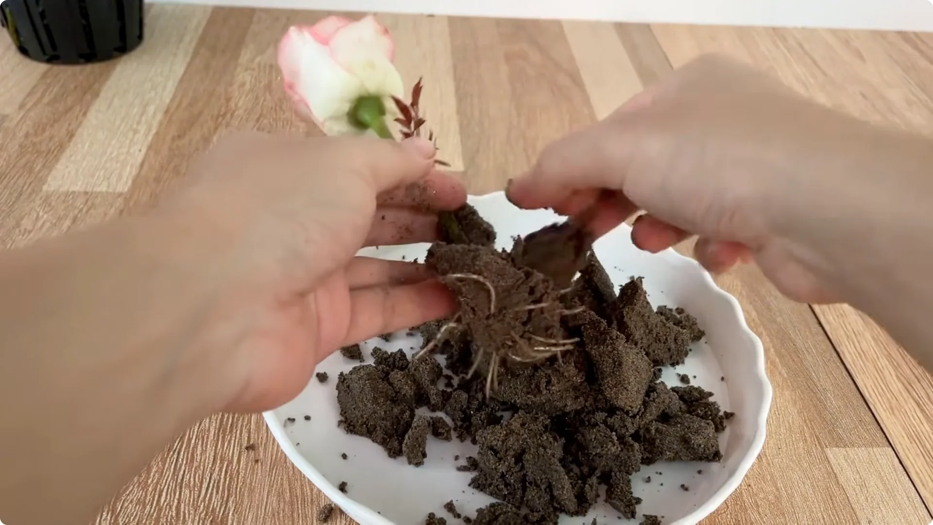 How Does an Orange Peel Grow a Rose Branch with 1001 Roots? screenshot 1