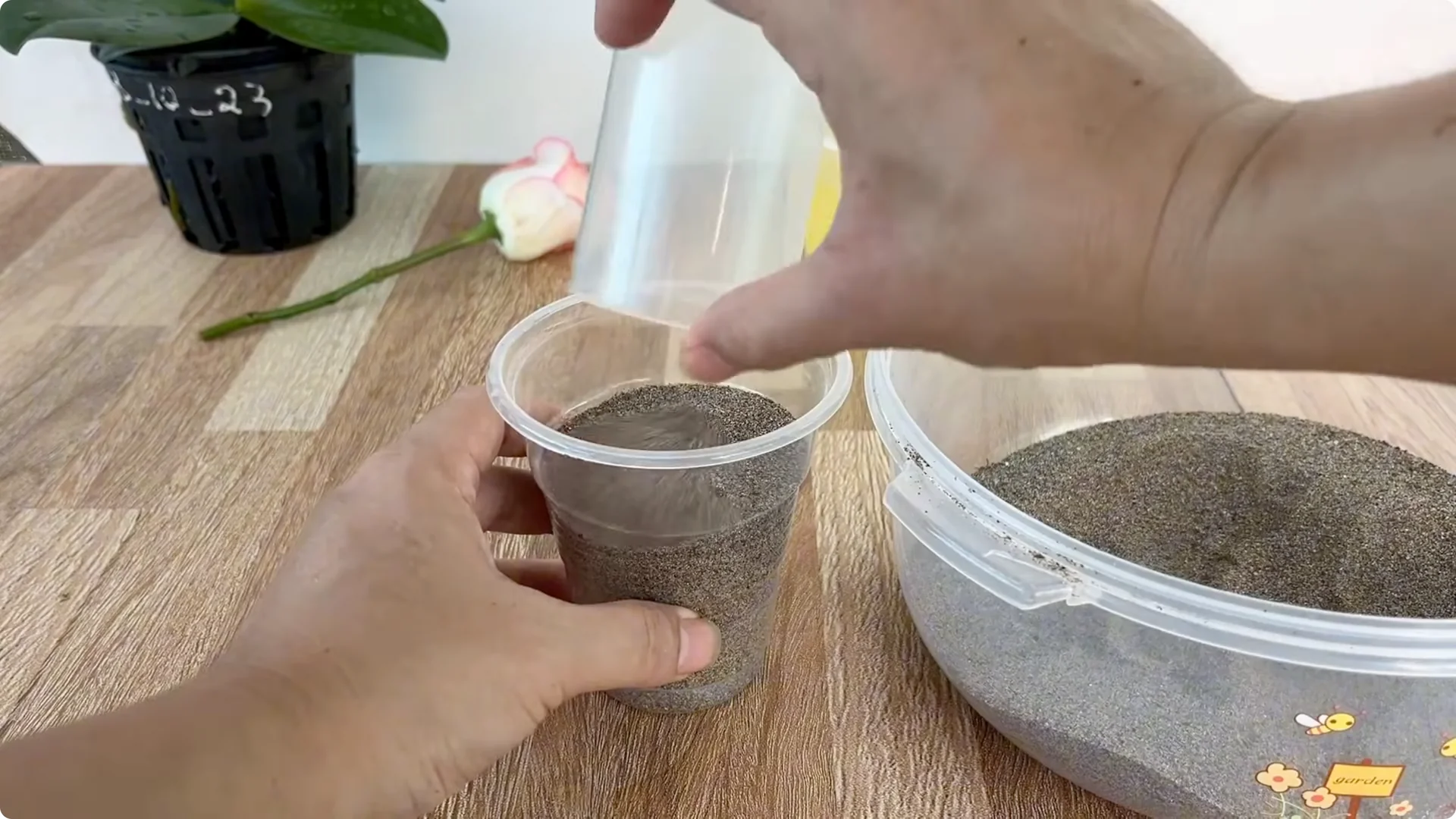 How Does an Orange Peel Grow a Rose Branch with 1001 Roots? screenshot 5