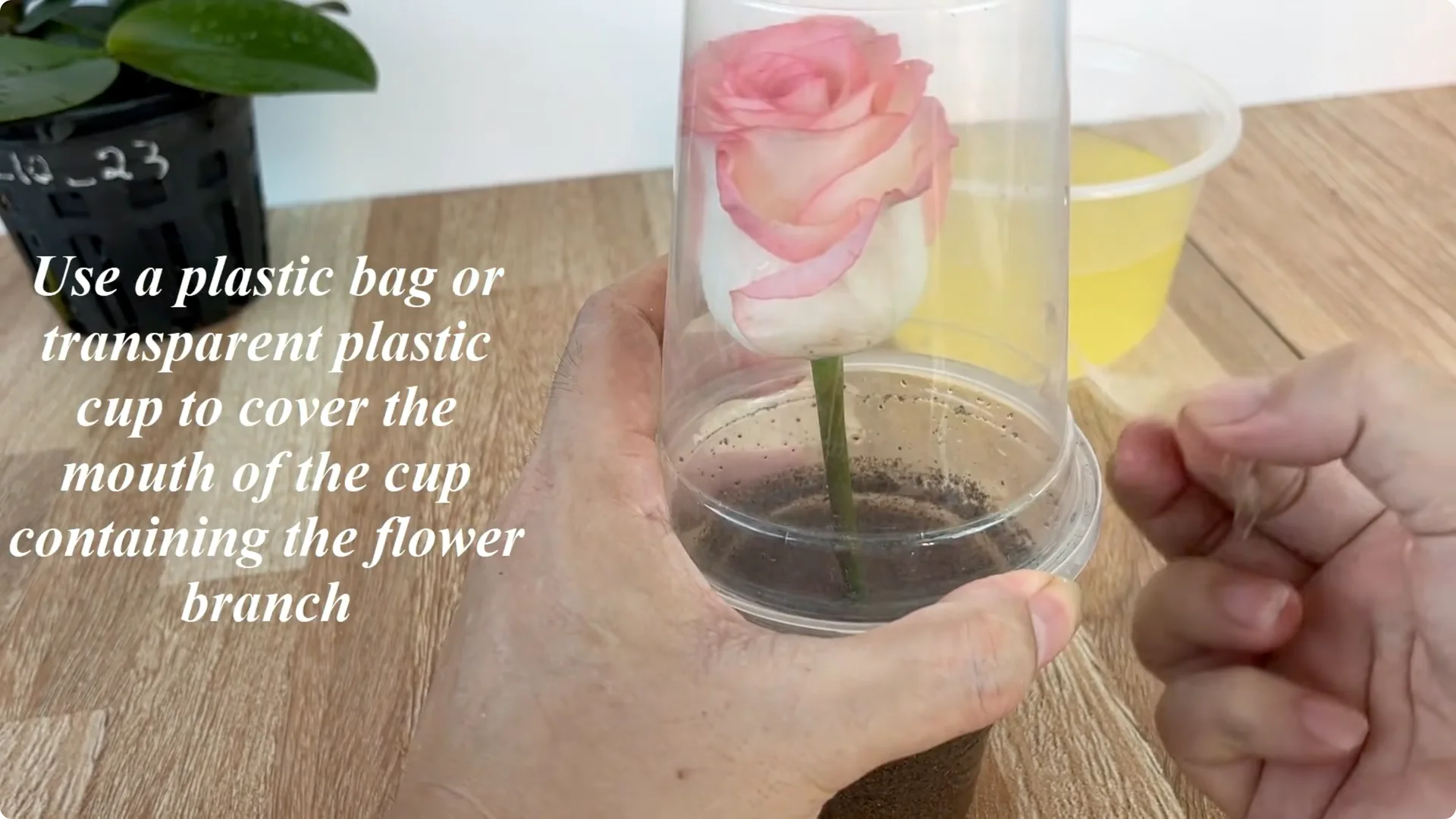 How Does an Orange Peel Grow a Rose Branch with 1001 Roots? screenshot 6