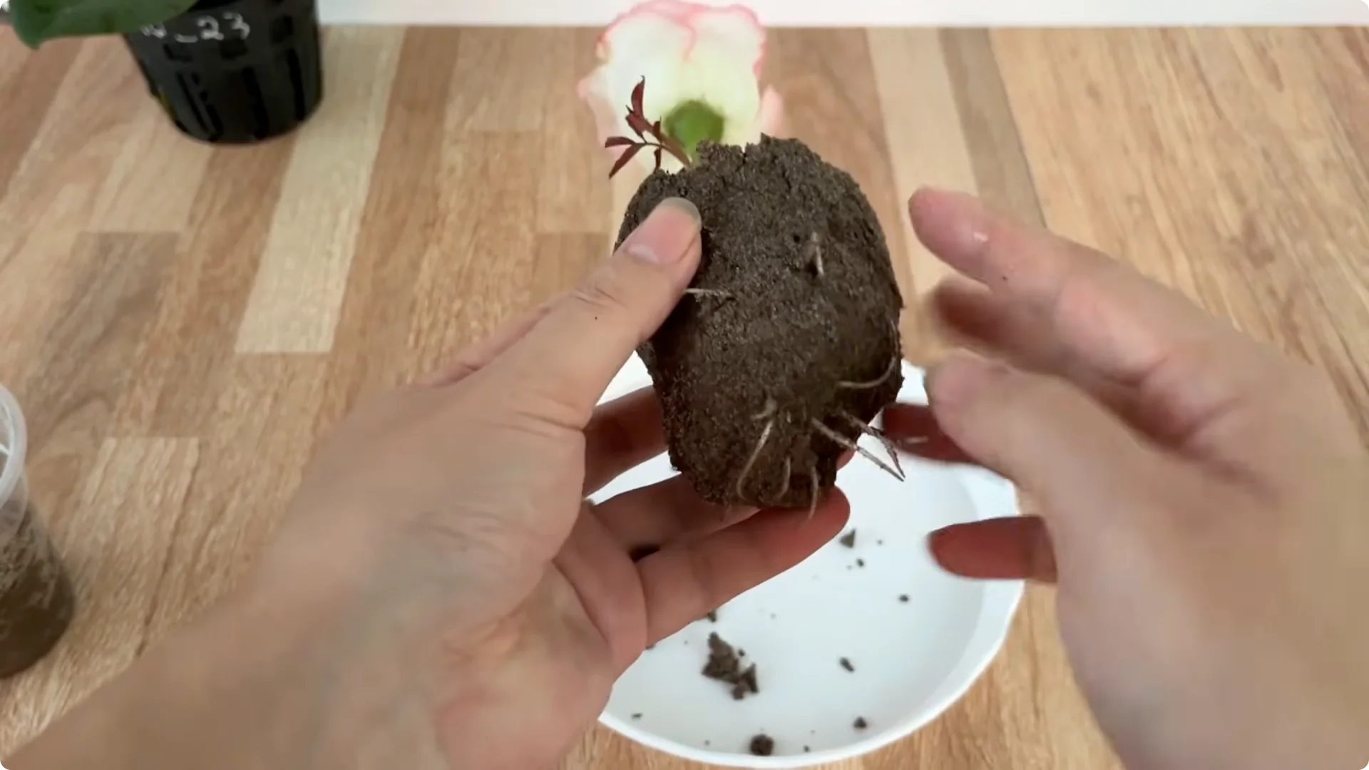 How Does an Orange Peel Grow a Rose Branch with 1001 Roots? screenshot 7