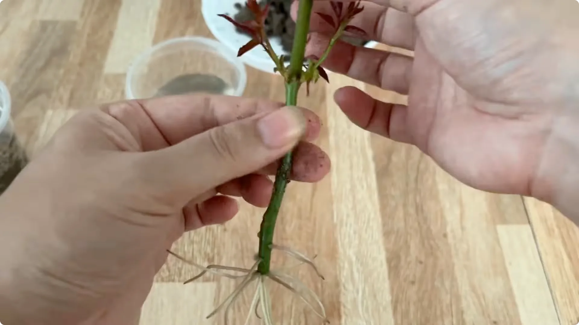 How Does an Orange Peel Grow a Rose Branch with 1001 Roots? screenshot 8