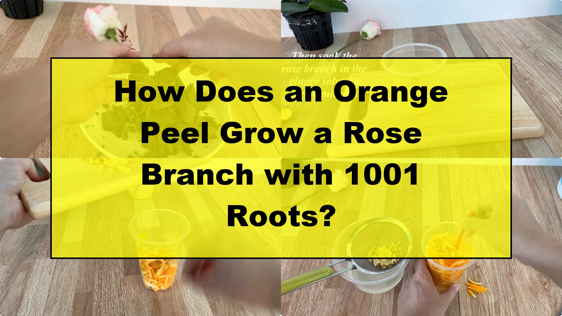 How Does an Orange Peel Grow a Rose Branch with 1001 Roots? - Featured Image