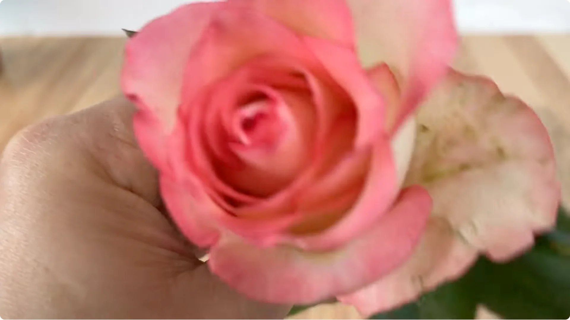 How Garlic Can Help You Propagate Roses Easily screenshot 1