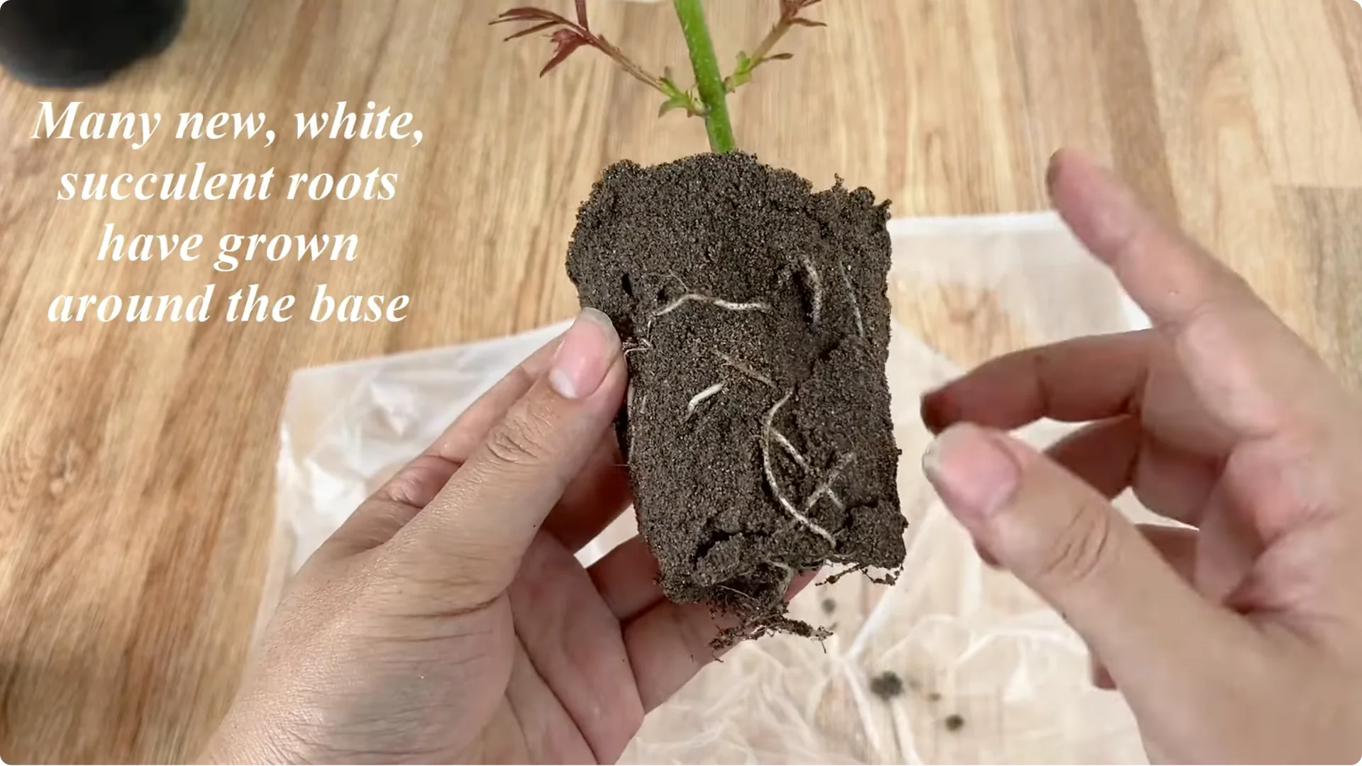 How Garlic Can Help You Propagate Roses Easily screenshot 10